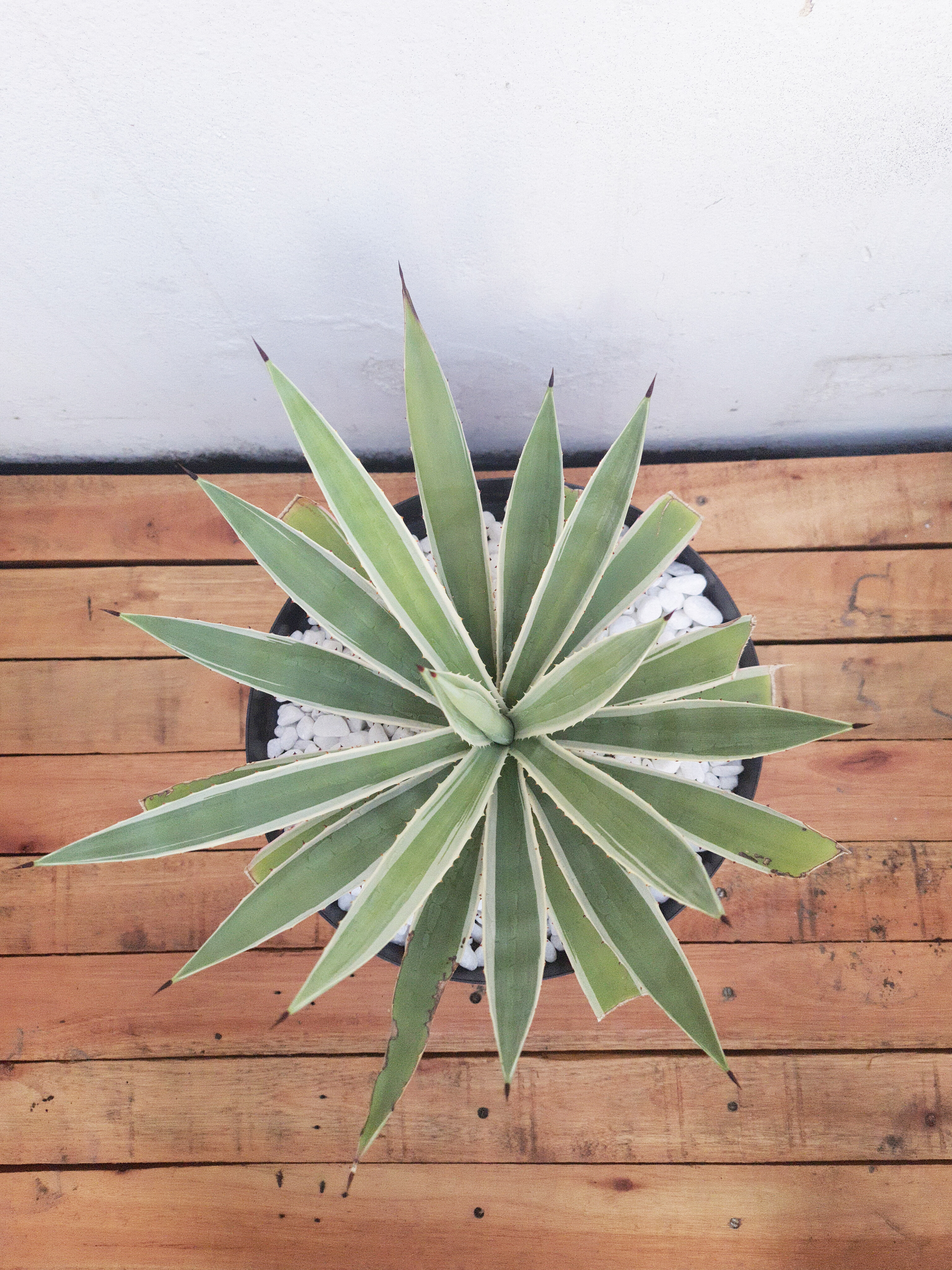 Agave Piteira-do-Caribe