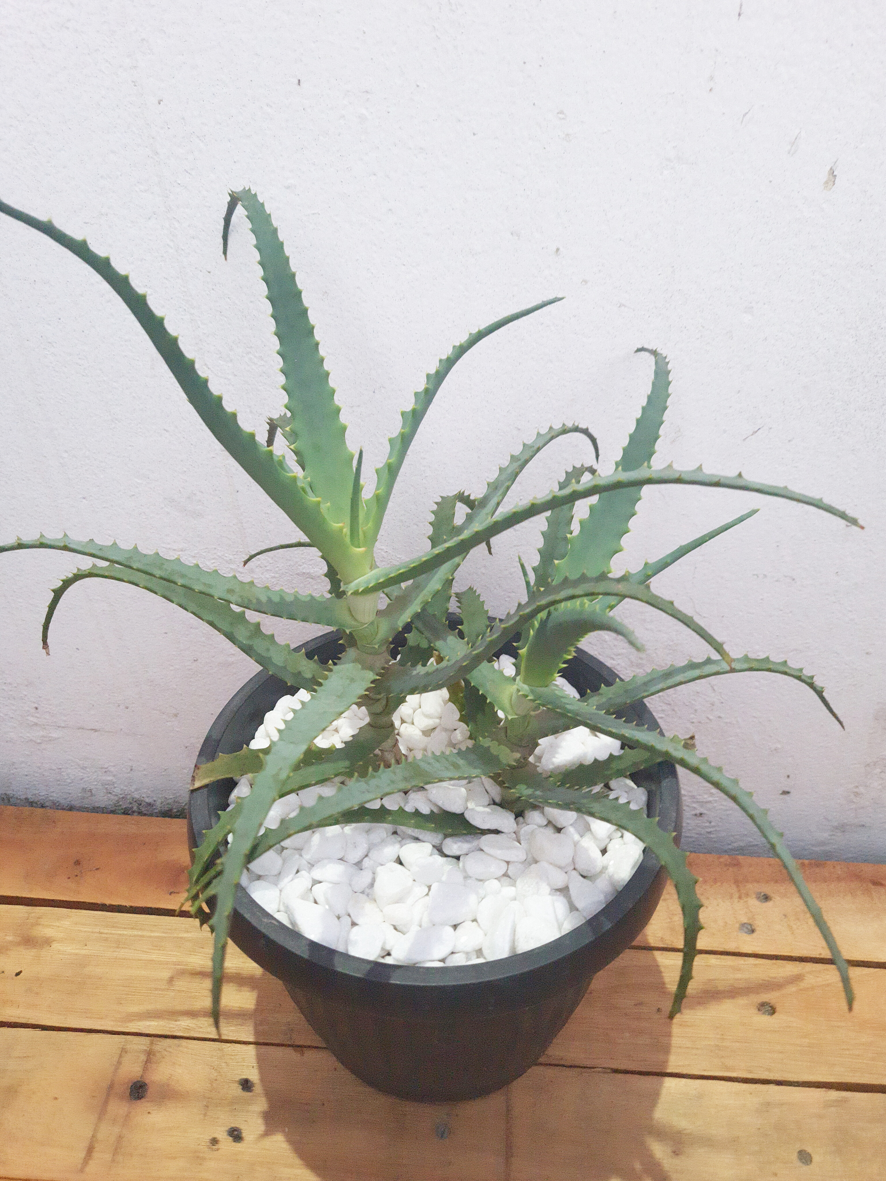 Aloe Arborescens