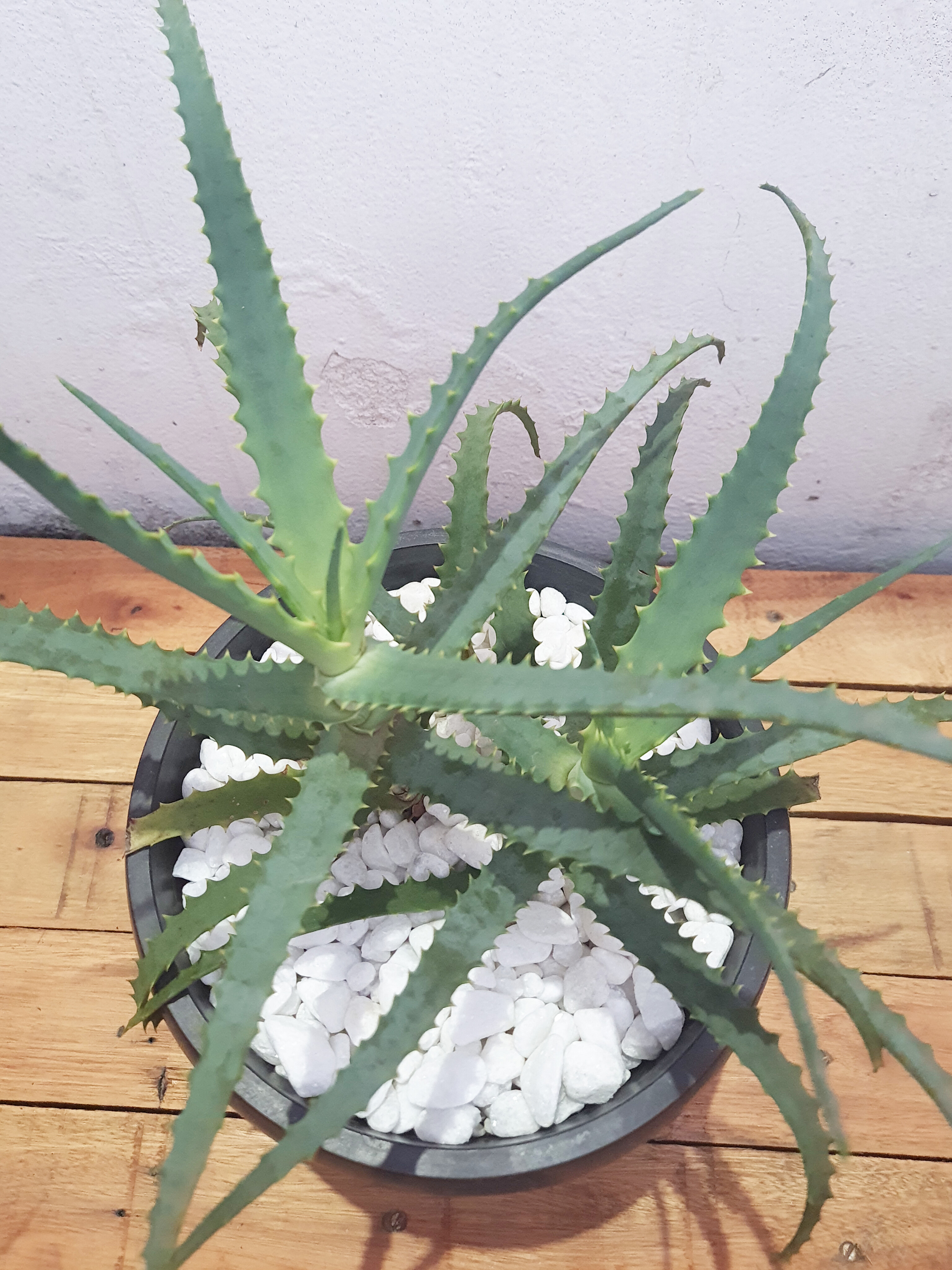 Aloe Arborescens