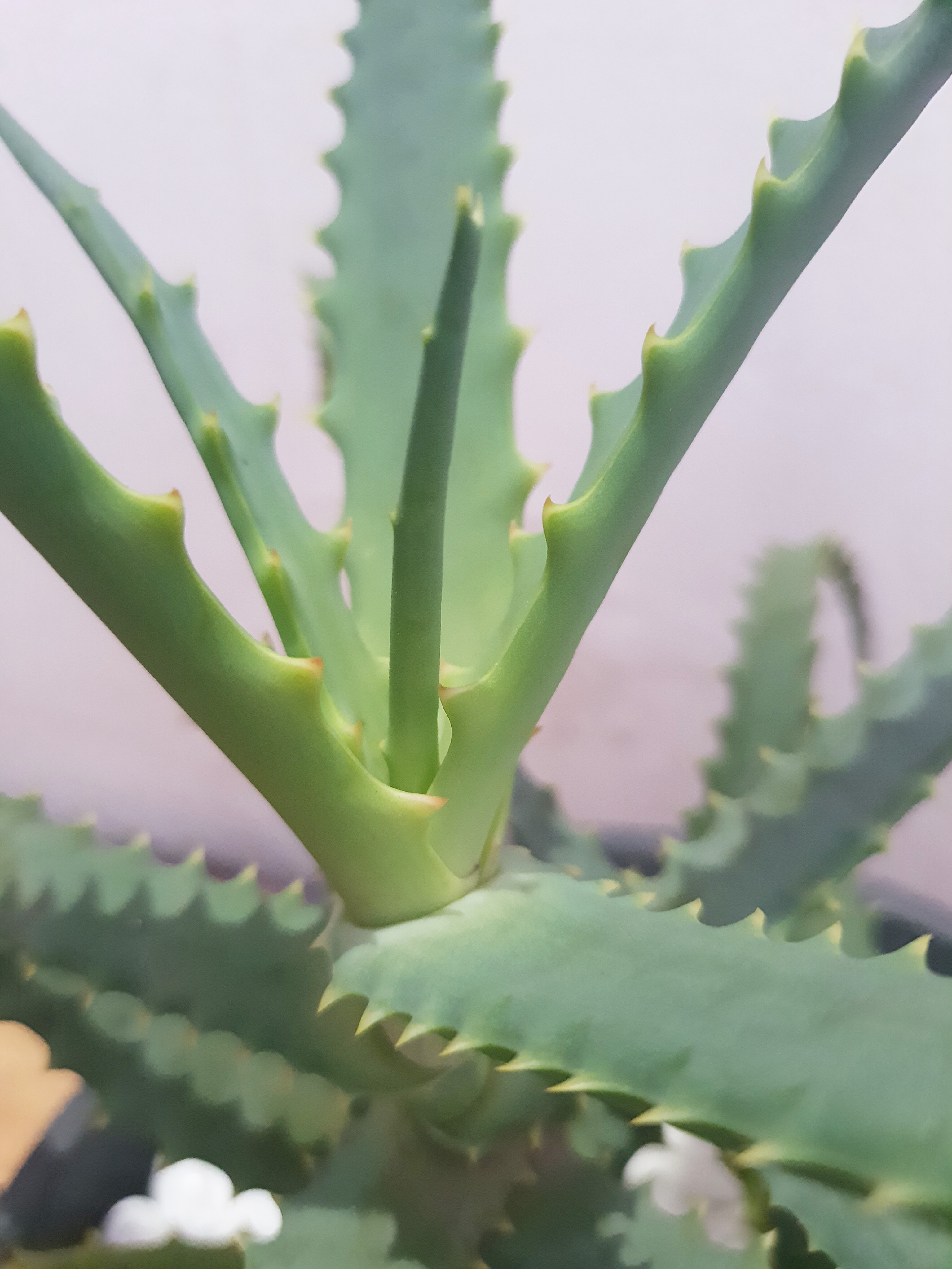 Aloe Arborescens