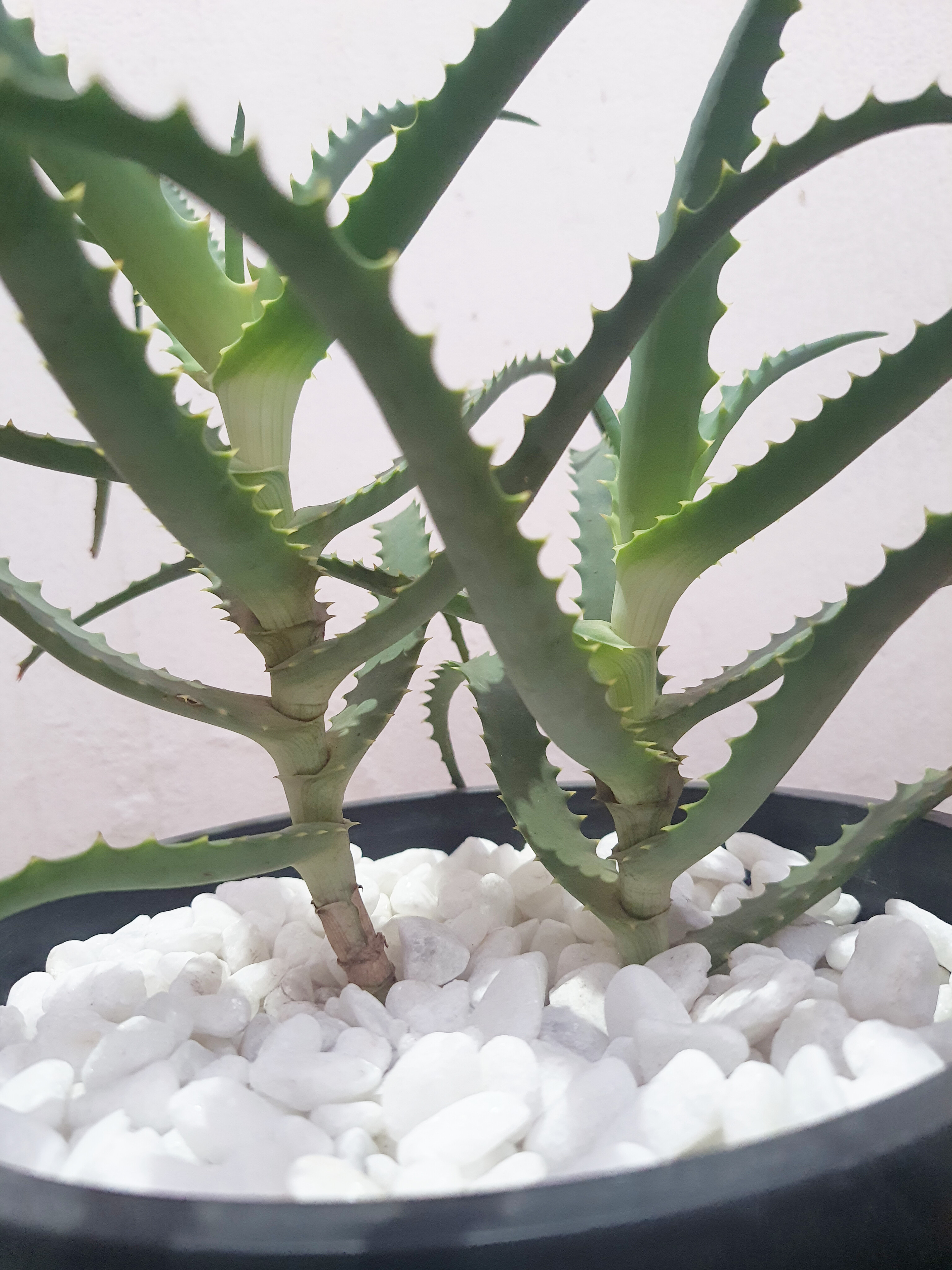Aloe Arborescens