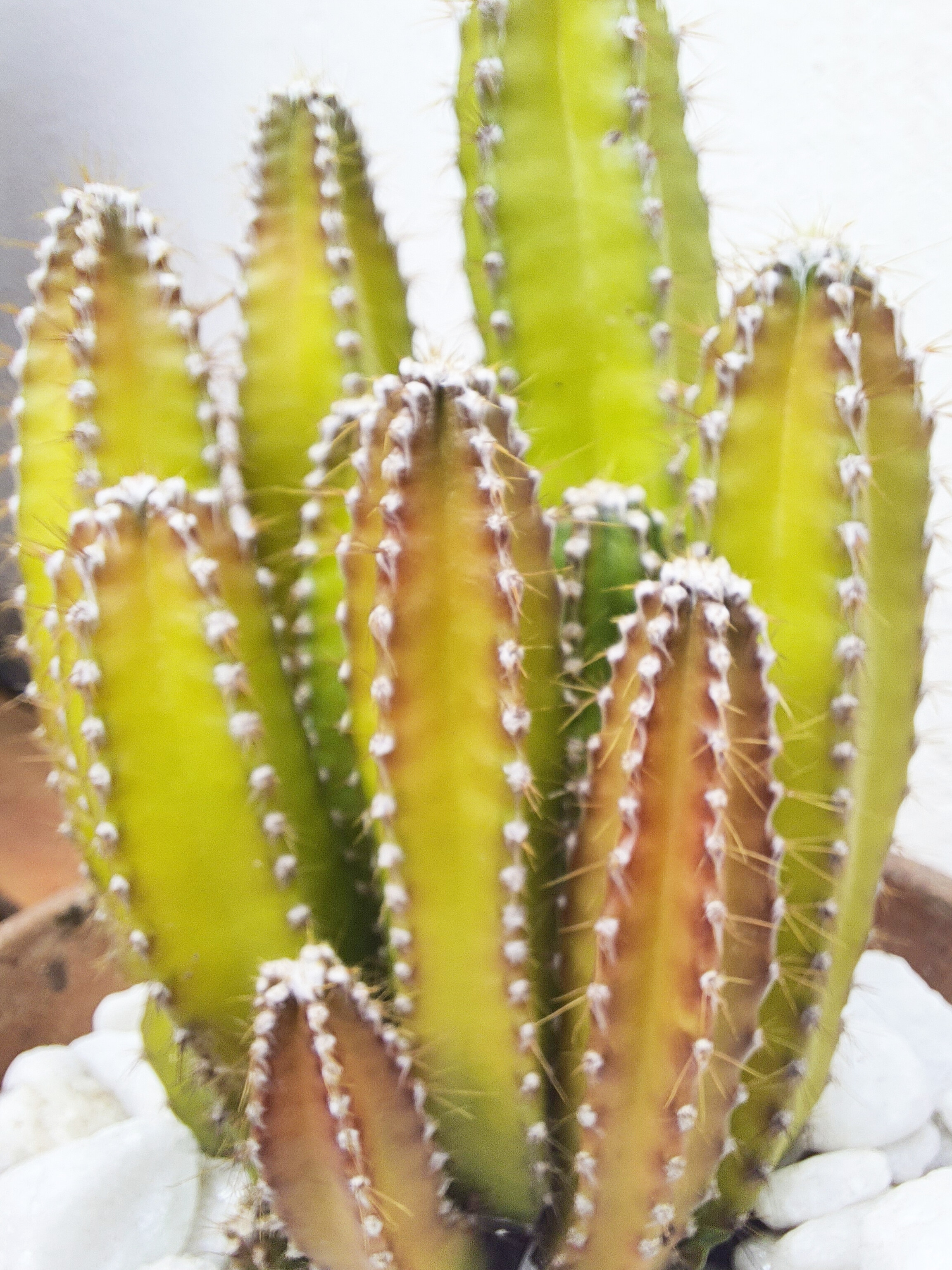 Cacto