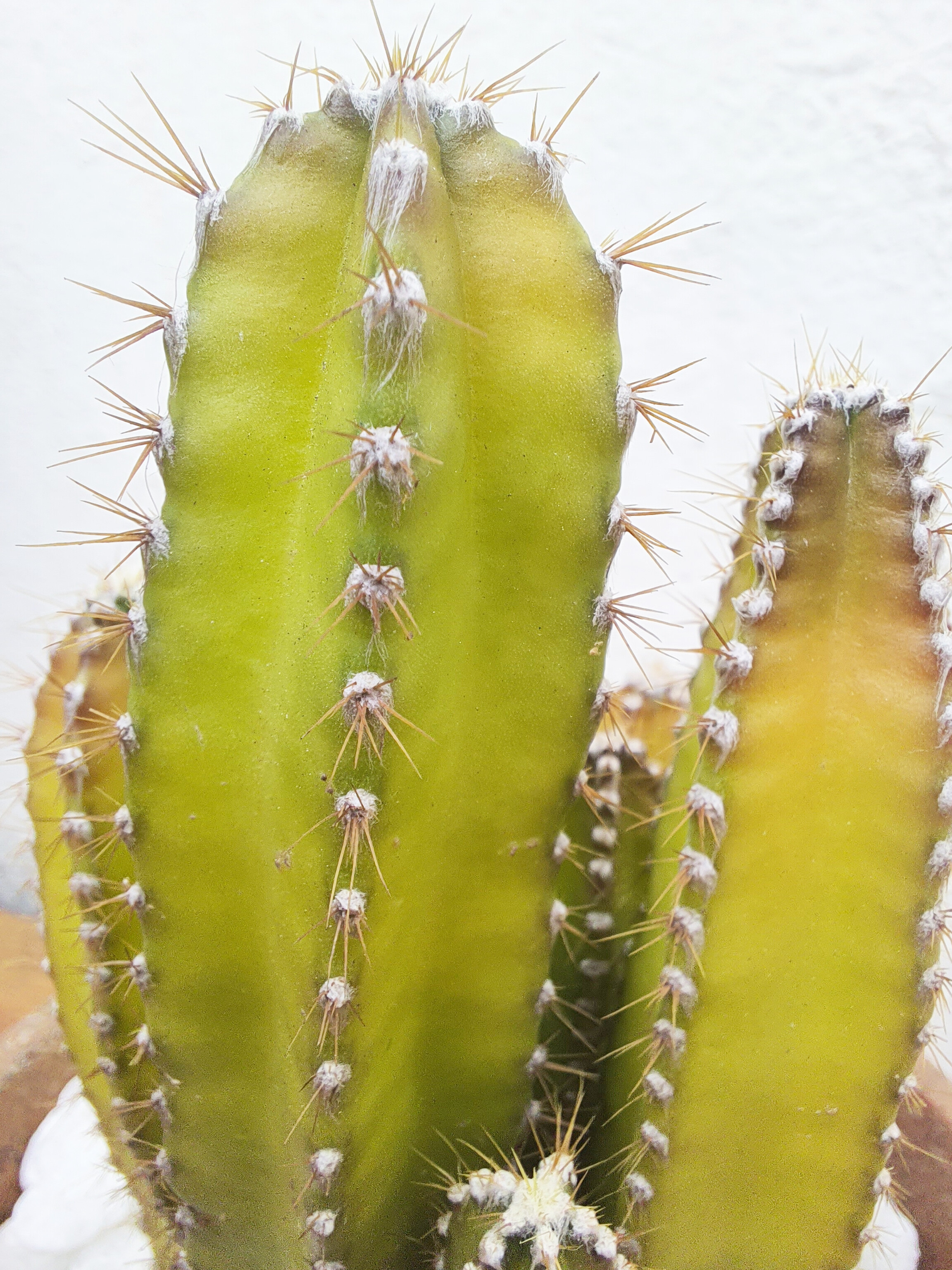 Cacto