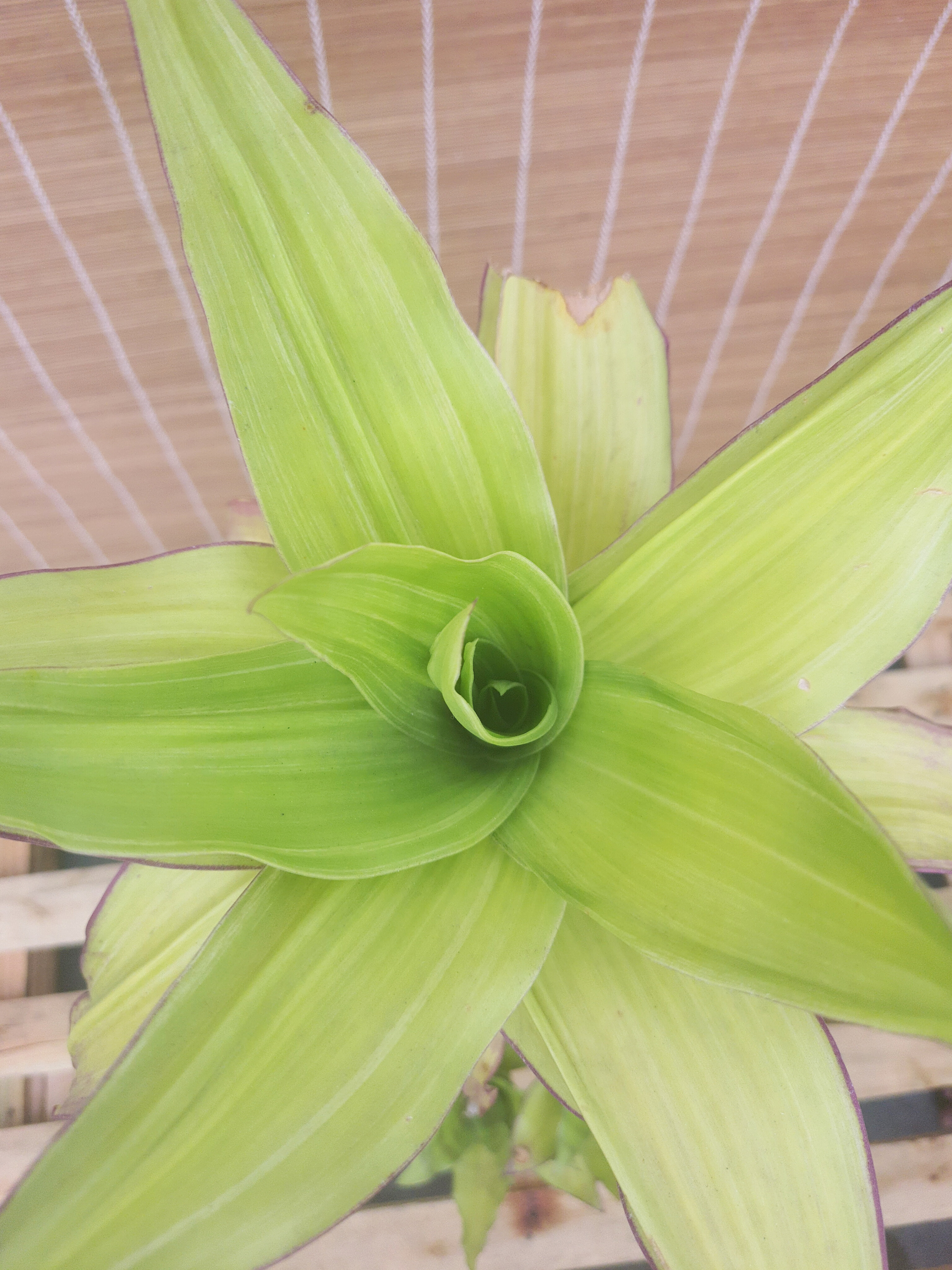 Callisia