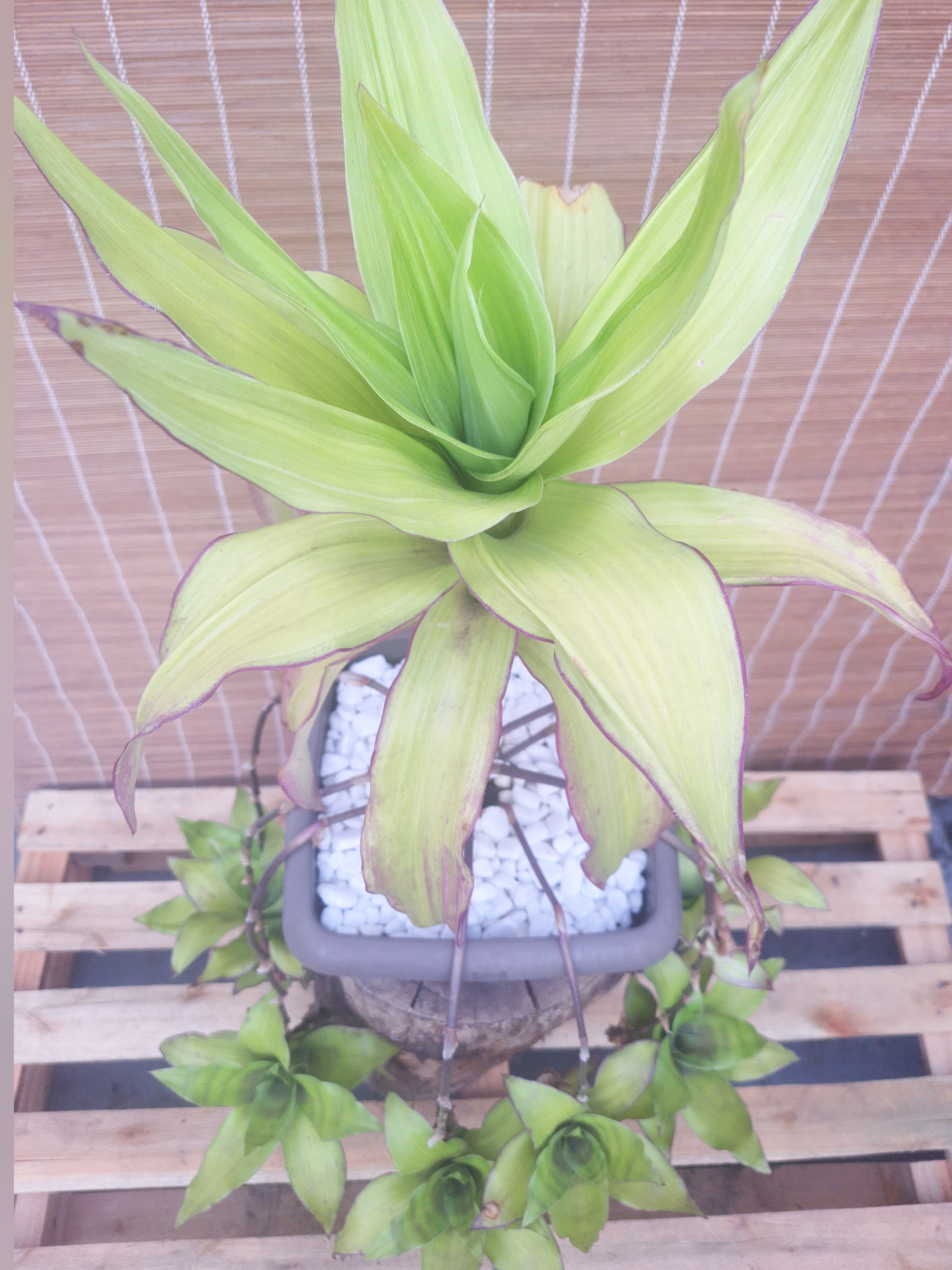 Callisia