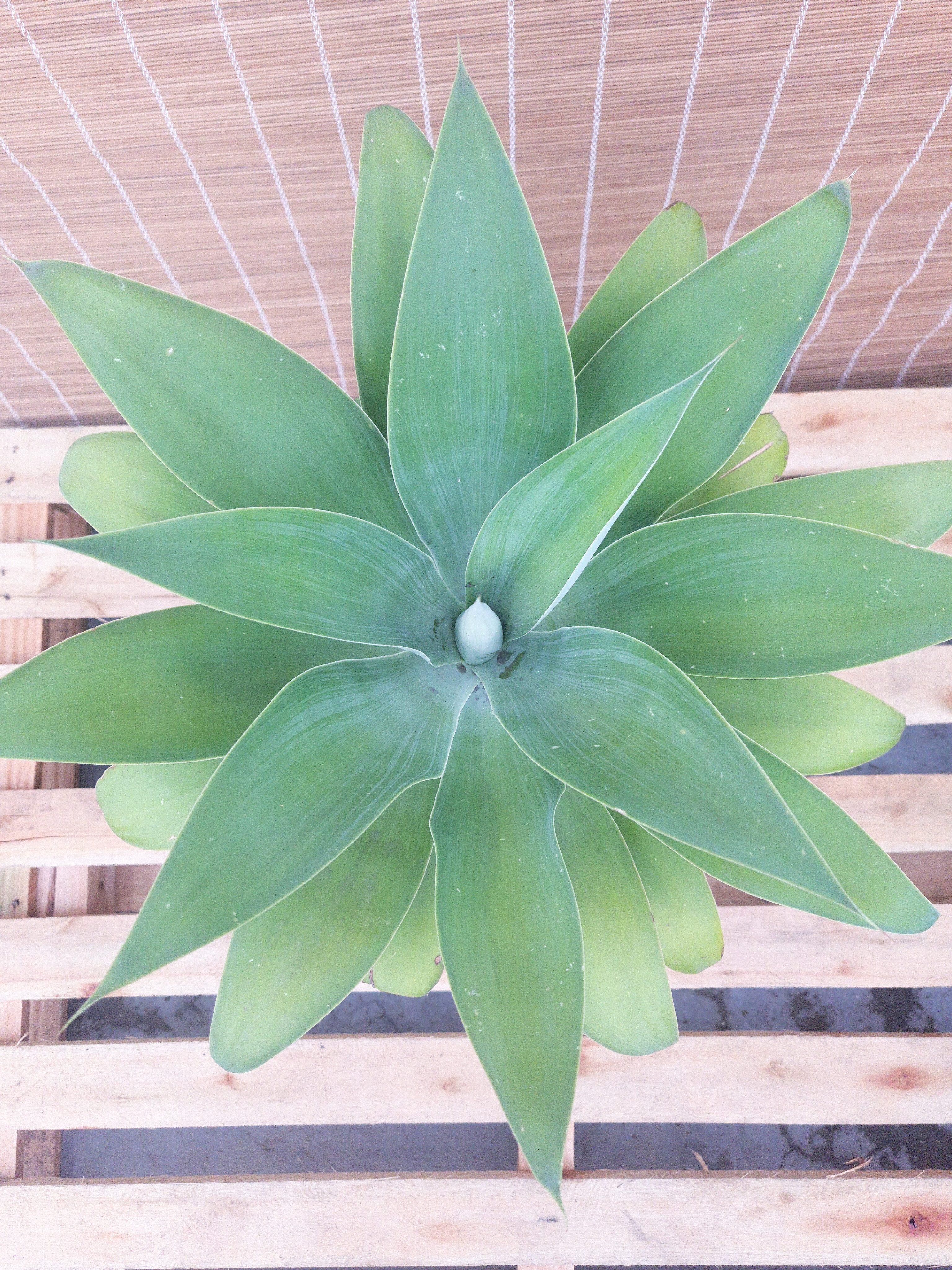 Agave Dragao