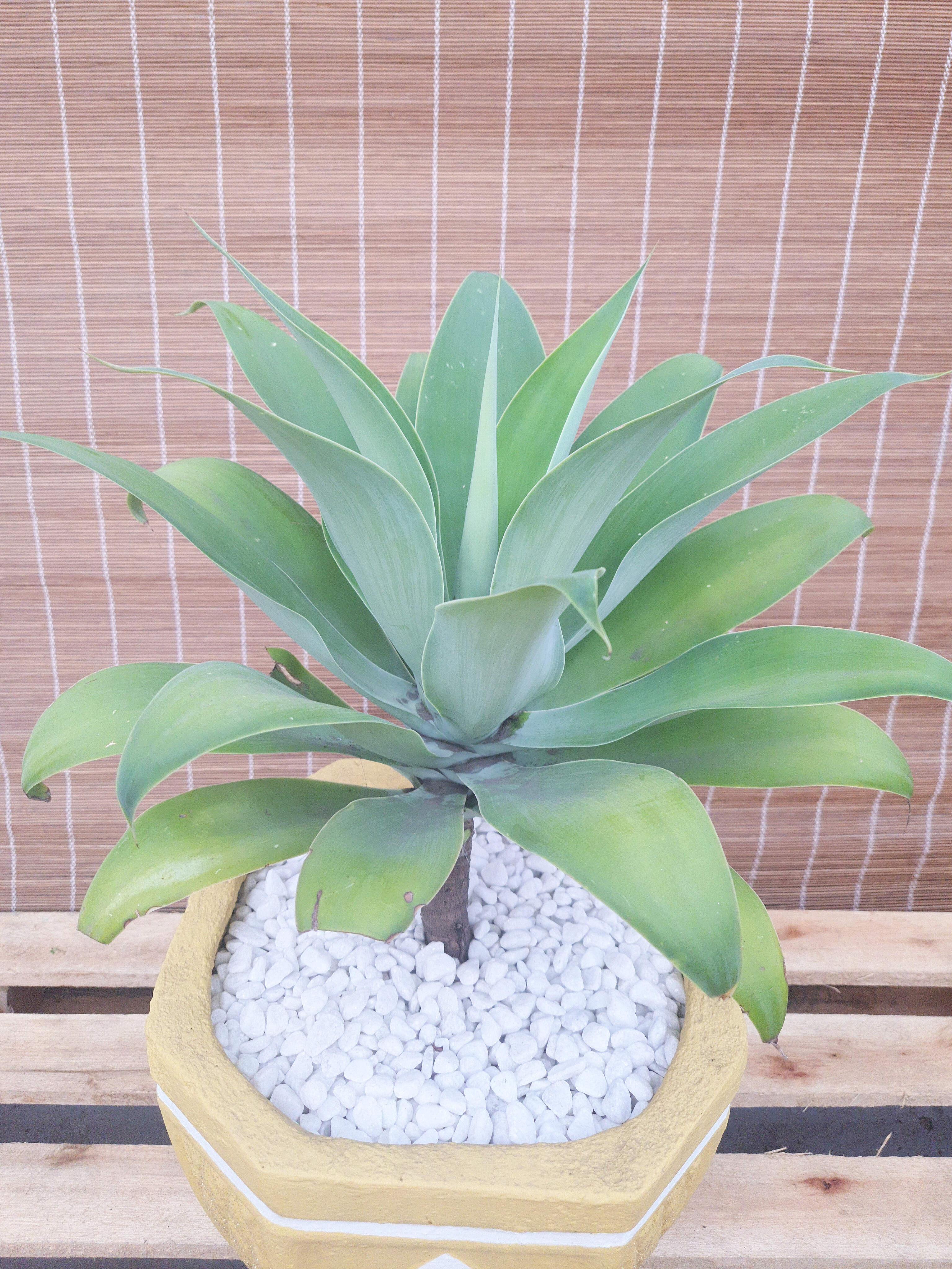 Agave Dragao