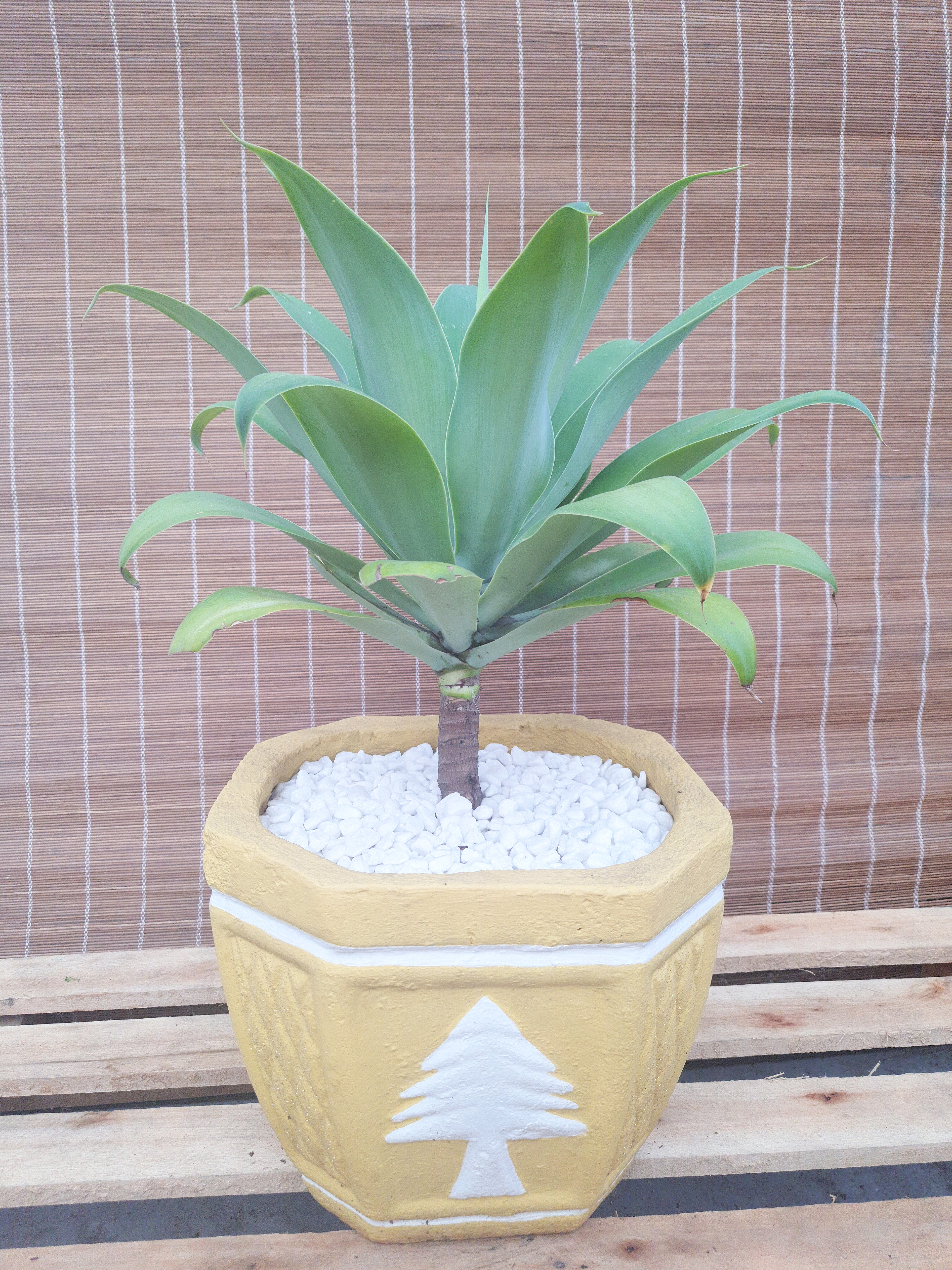 Agave Dragao