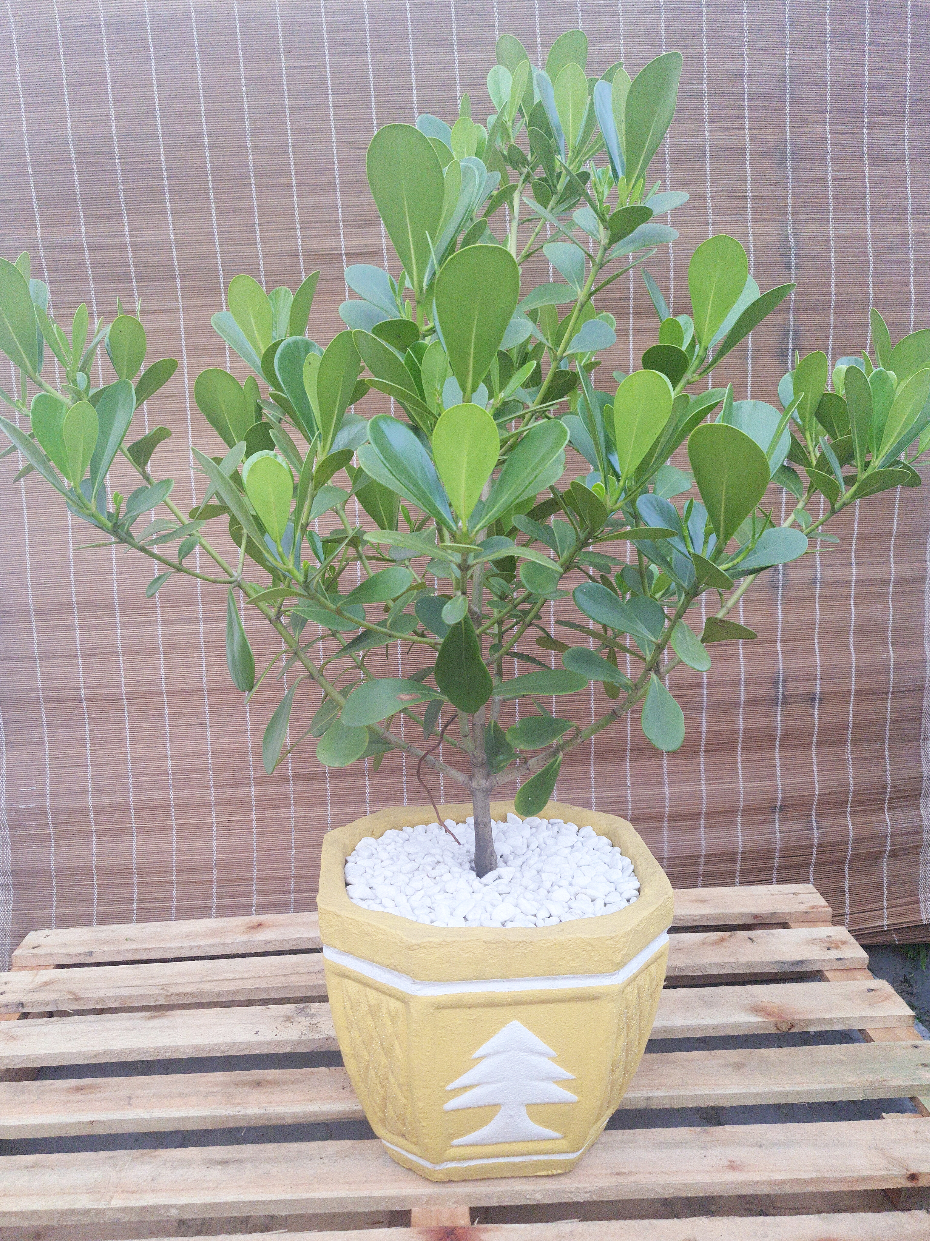 Clusia Major