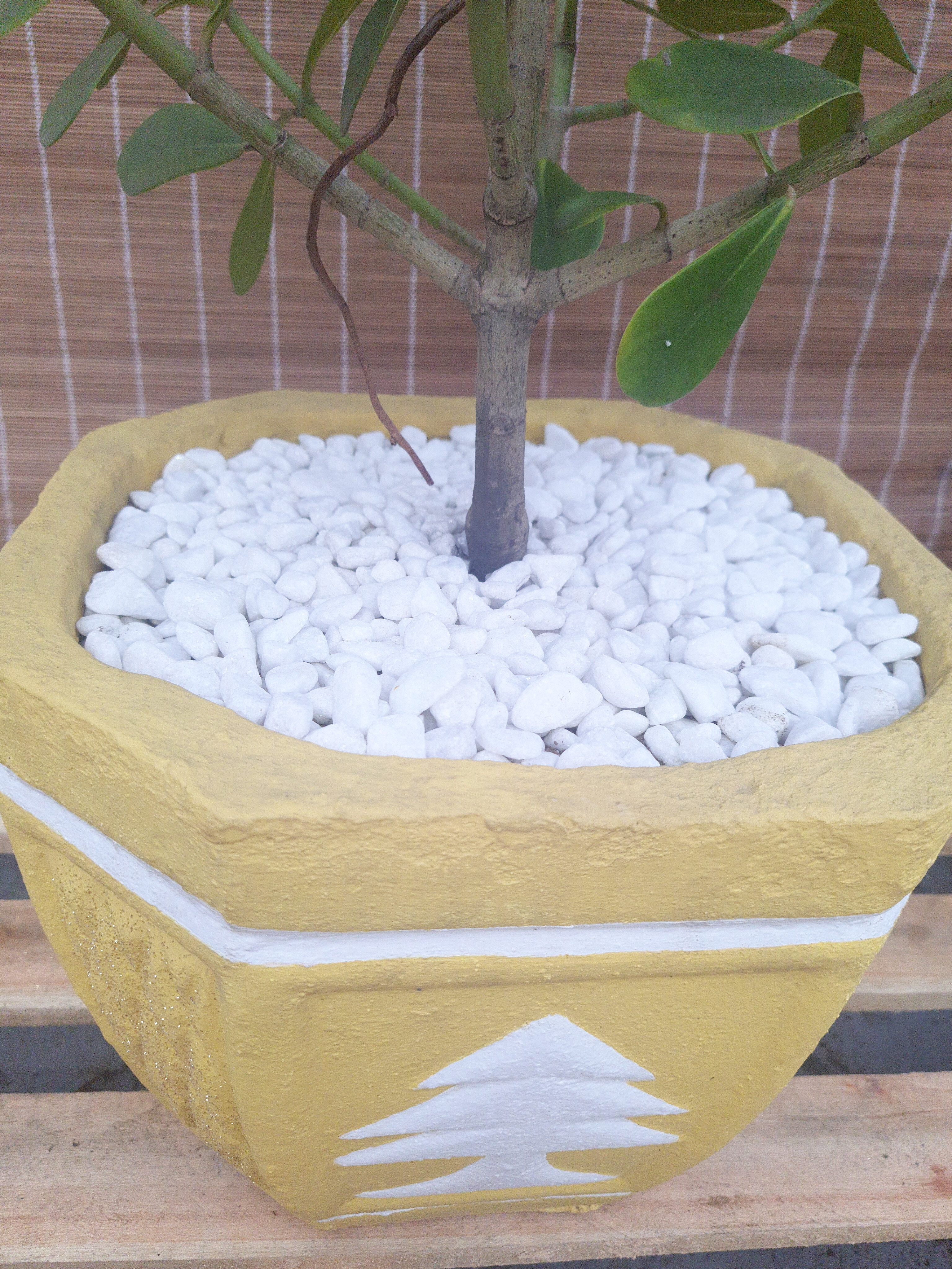 Clusia Major