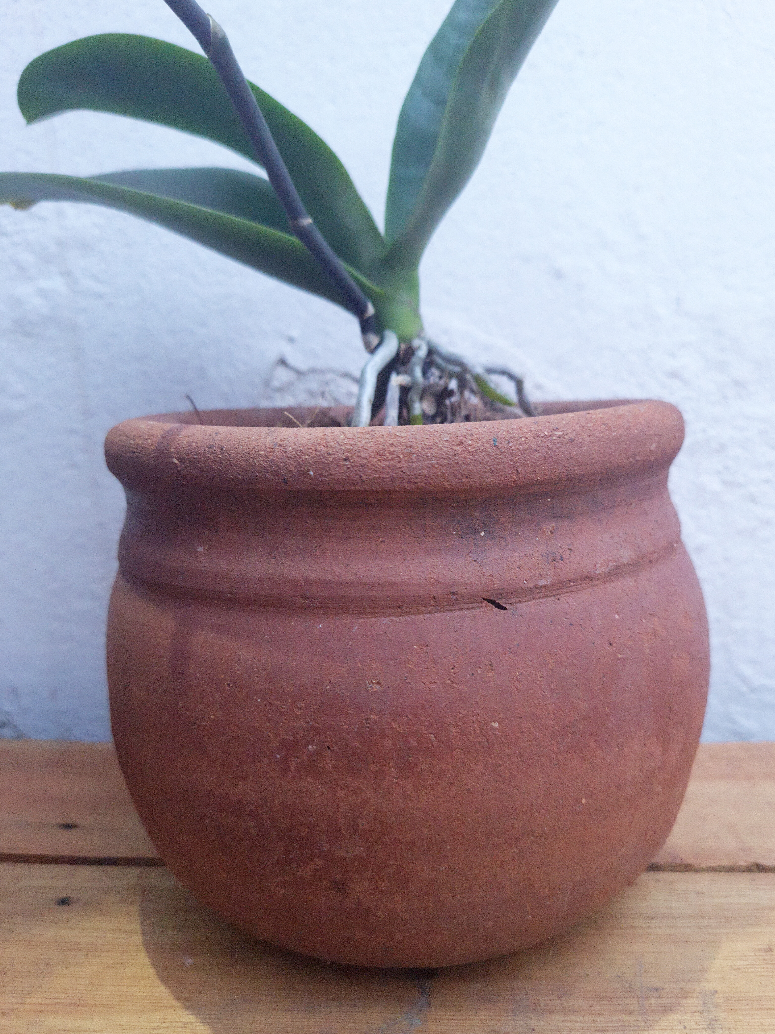 Orquídea no vaso de barro