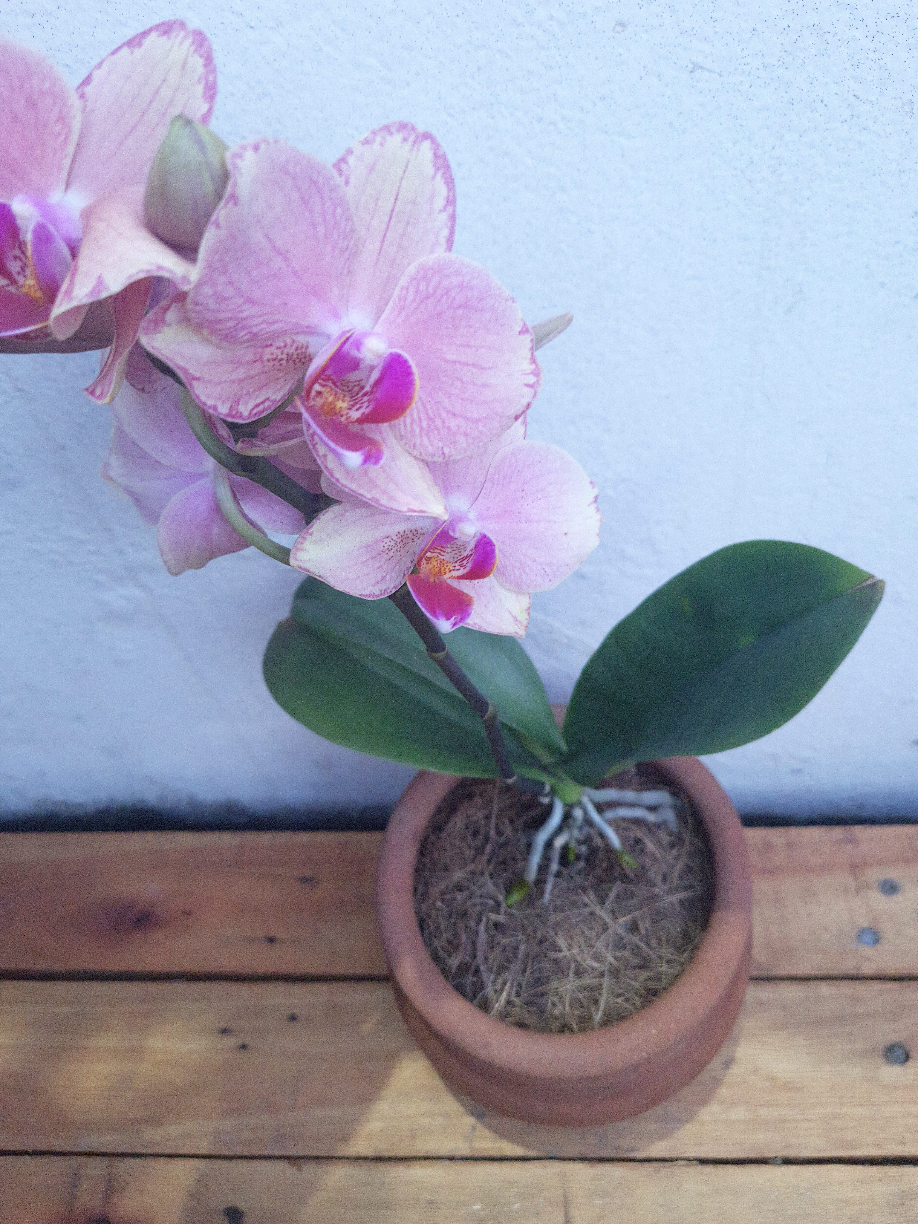 Orquídea no vaso de barro