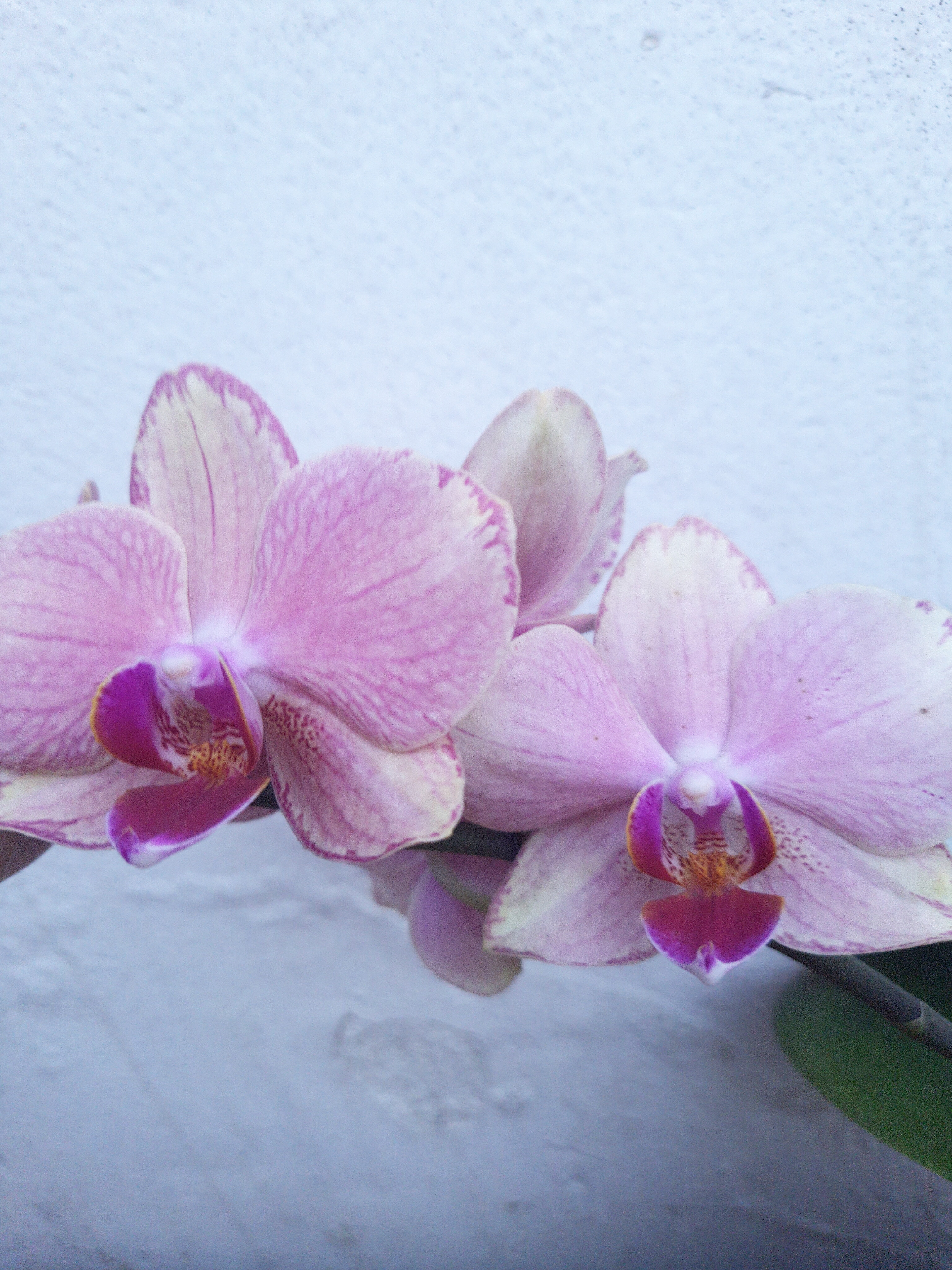 Orquídea no vaso de barro