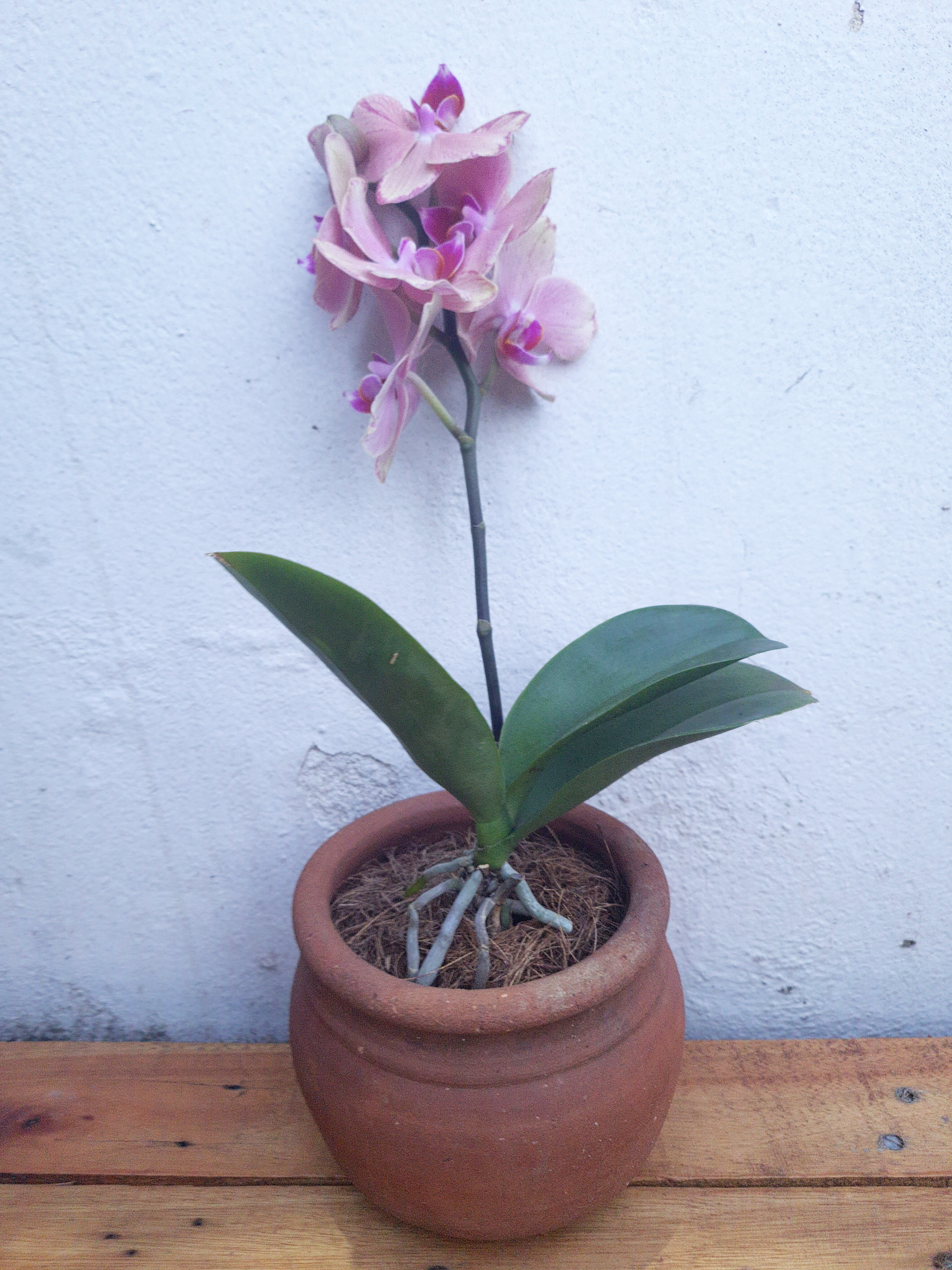 Orquídea no vaso de barro