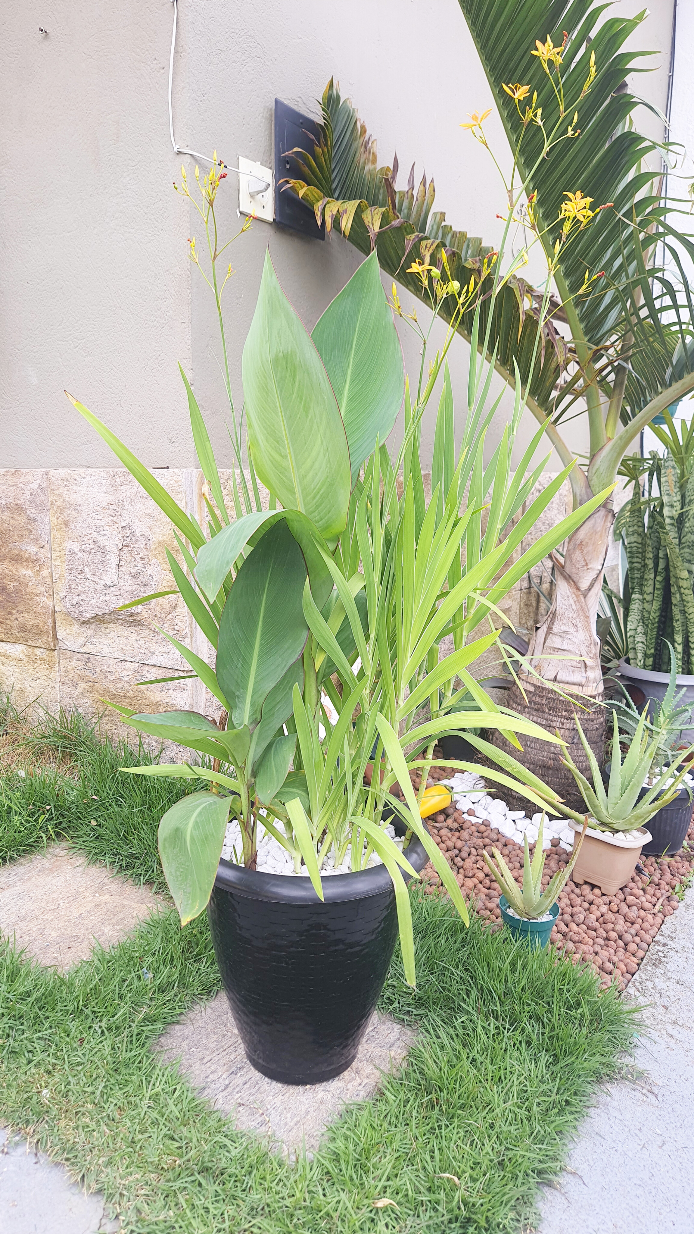 Canna Coccinea e Belamcanda Chinensis