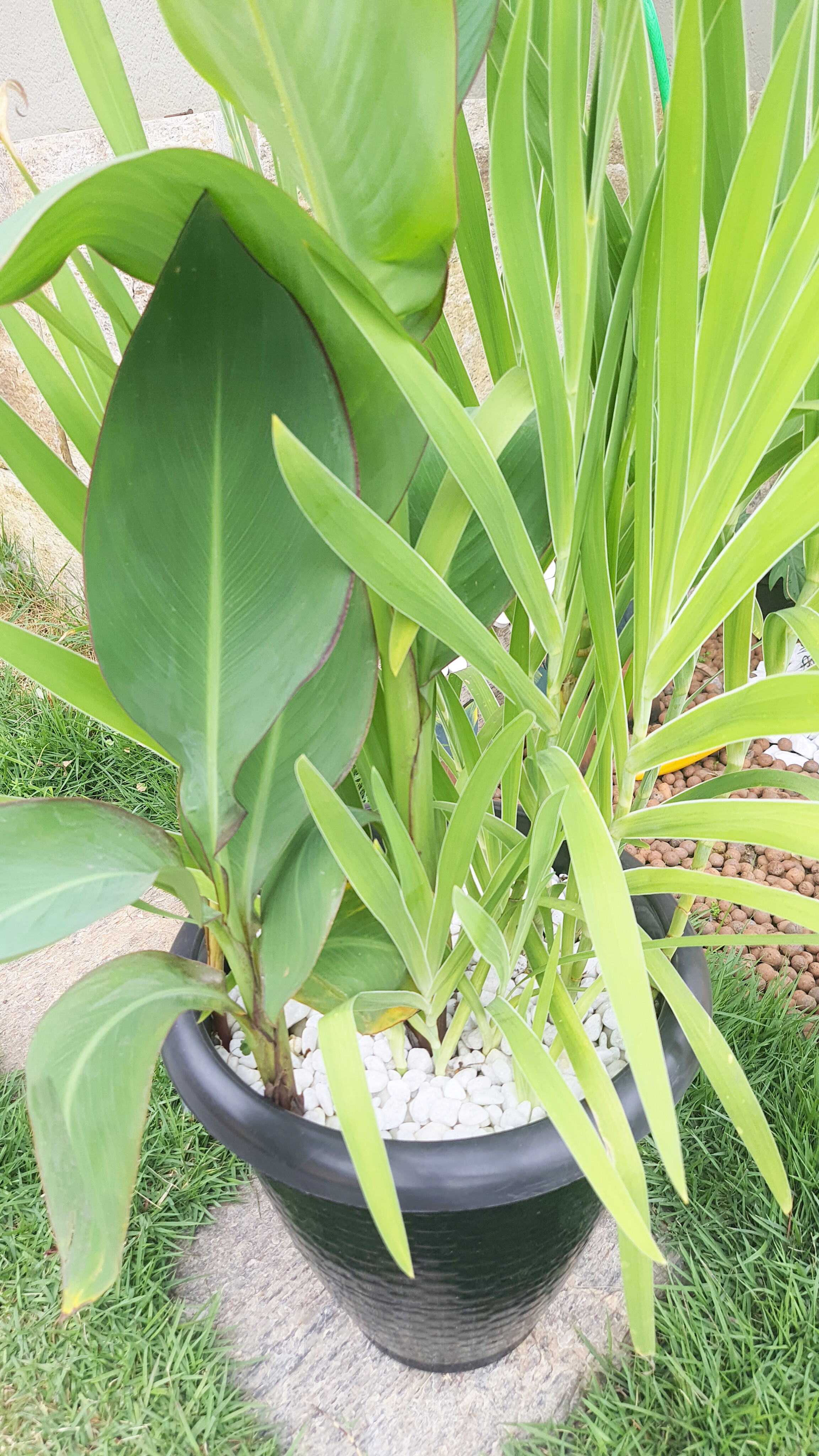 Canna Coccinea e Belamcanda Chinensis