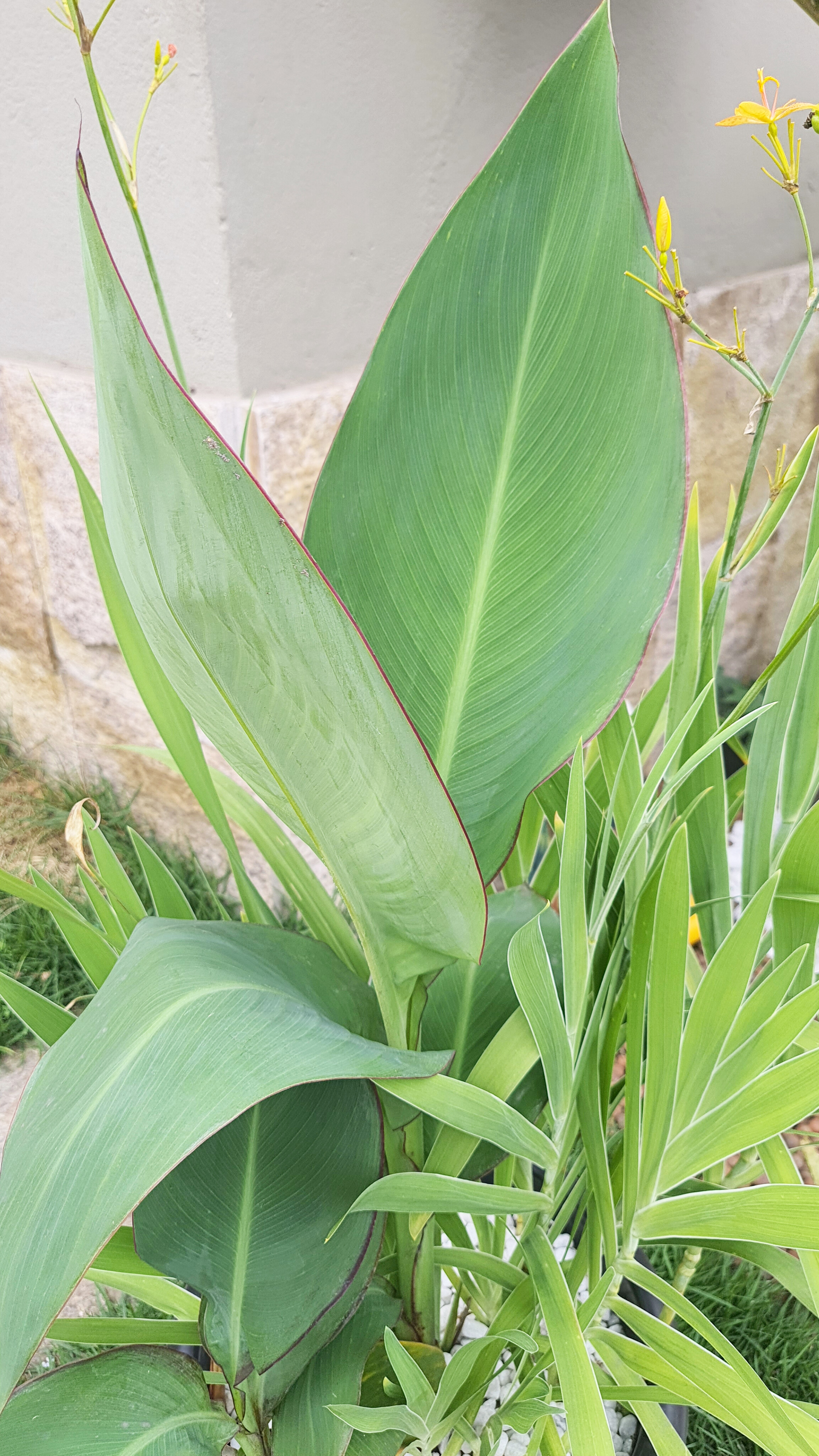 Canna Coccinea e Belamcanda Chinensis