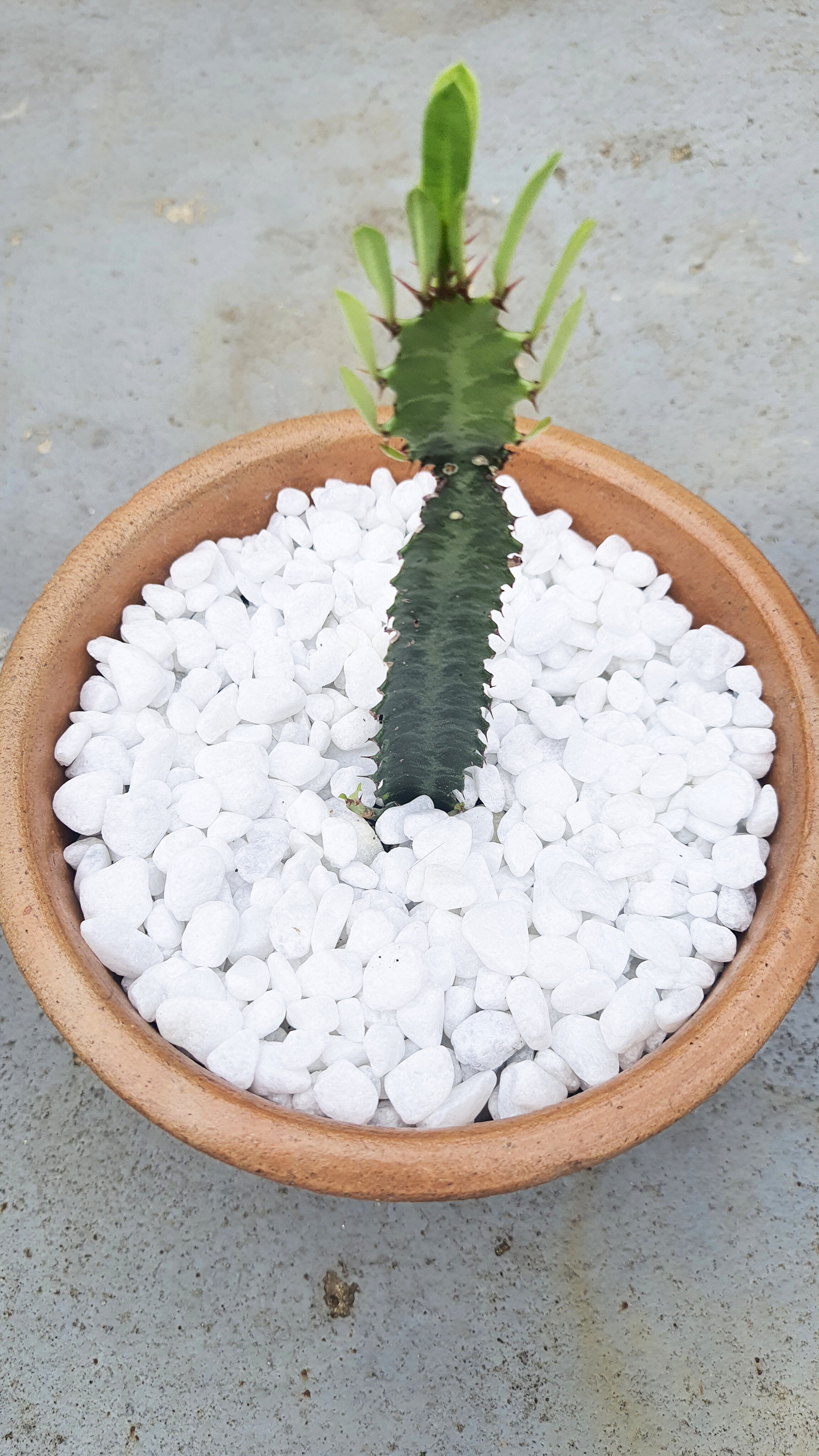 Euphorbia