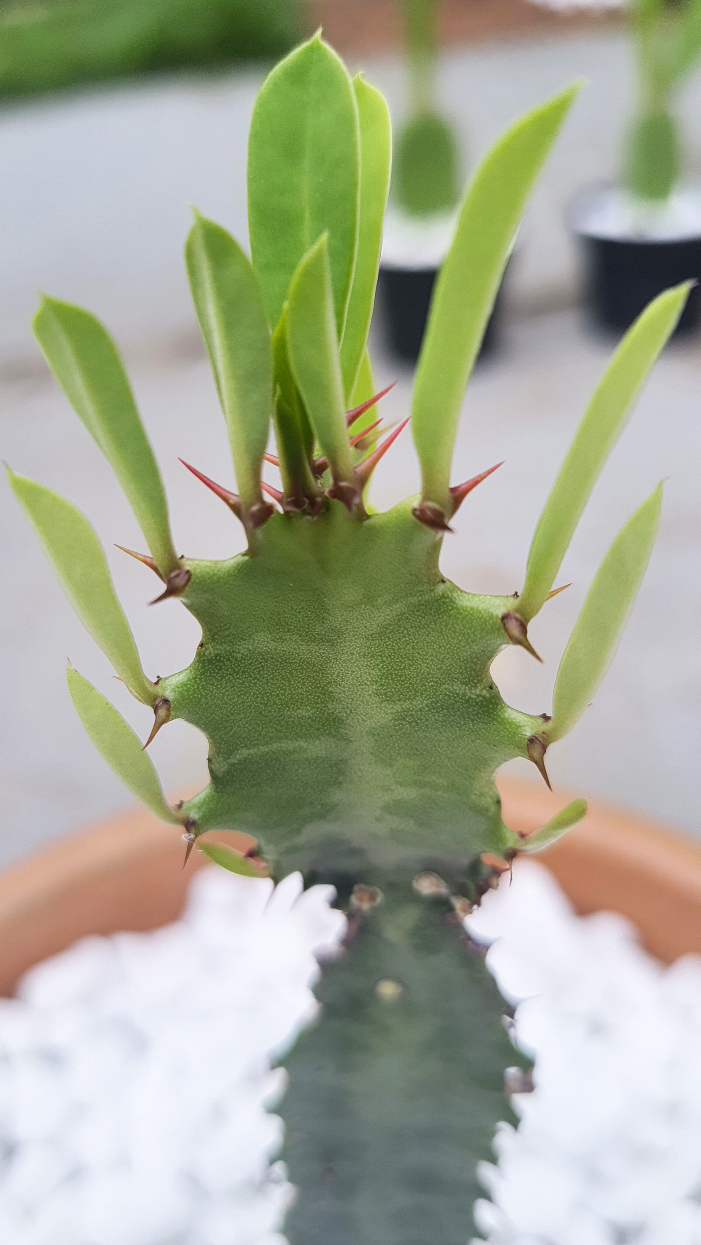 Euphorbia