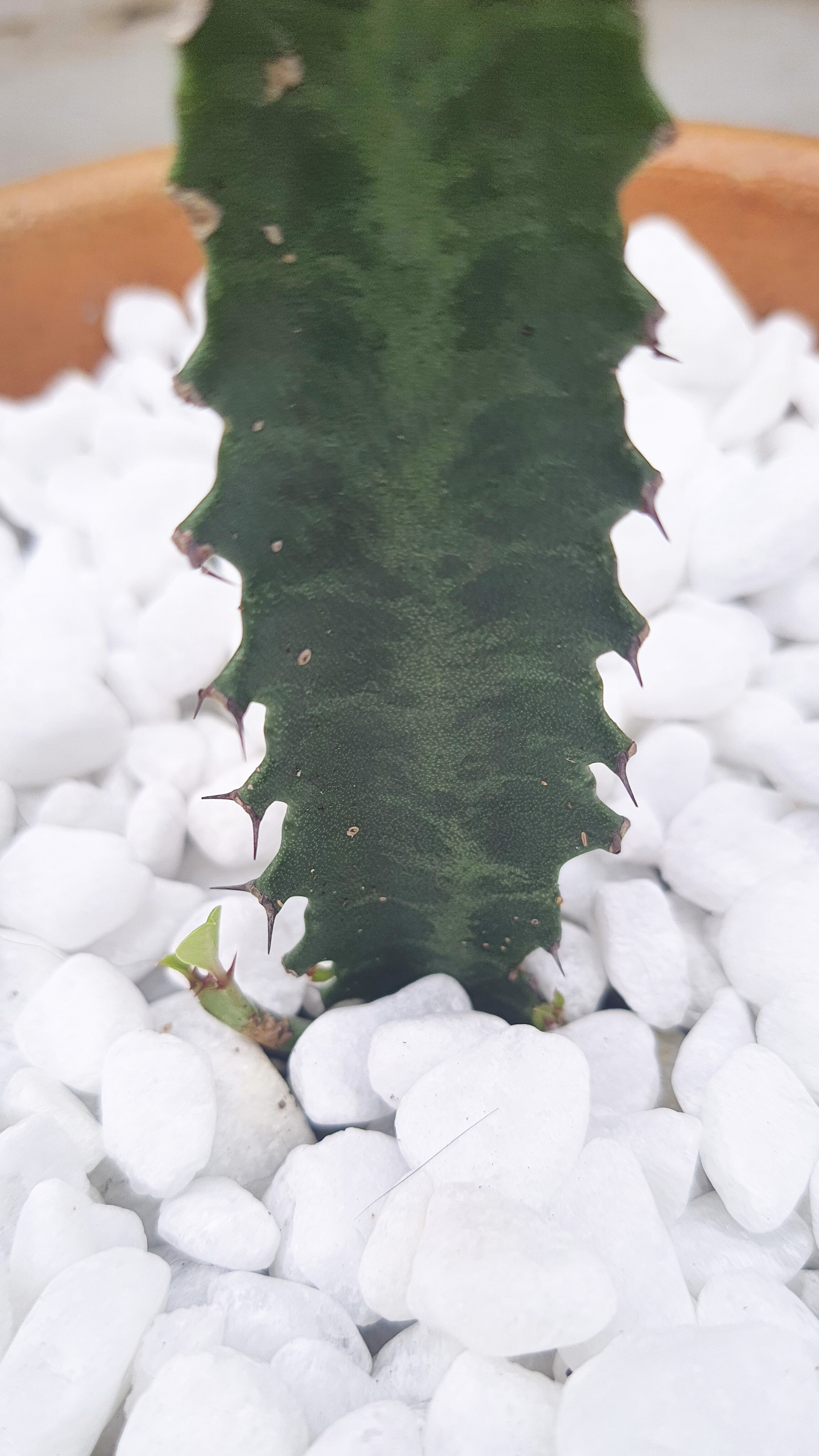 Euphorbia