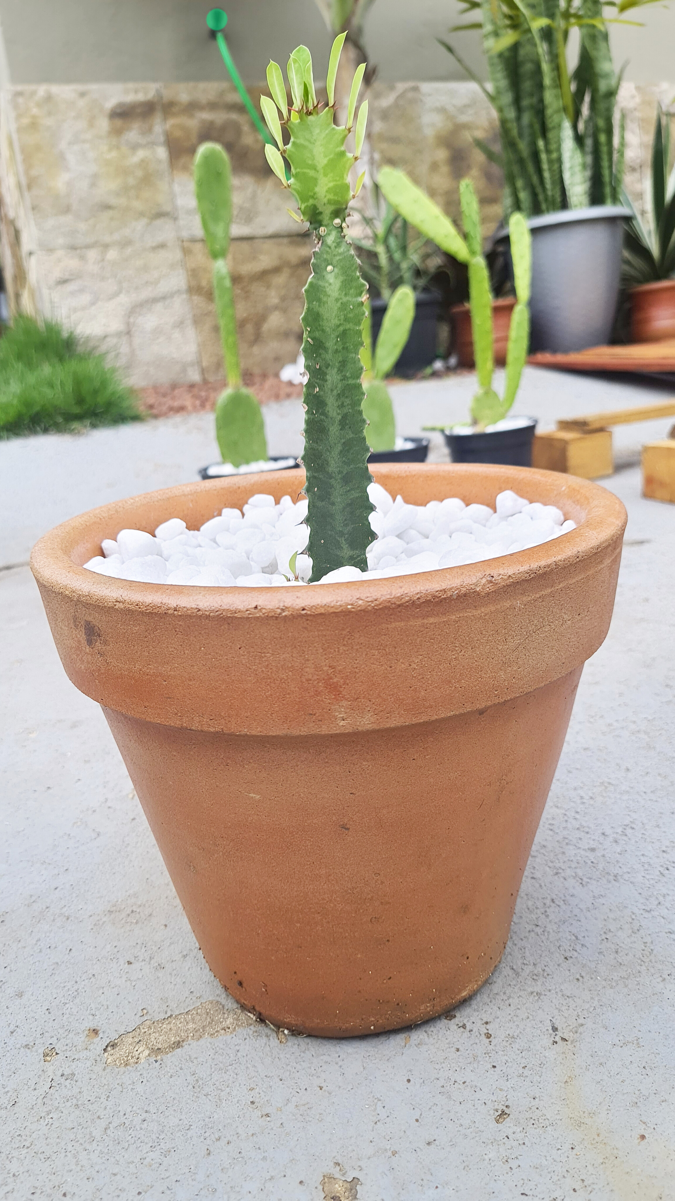 Euphorbia
