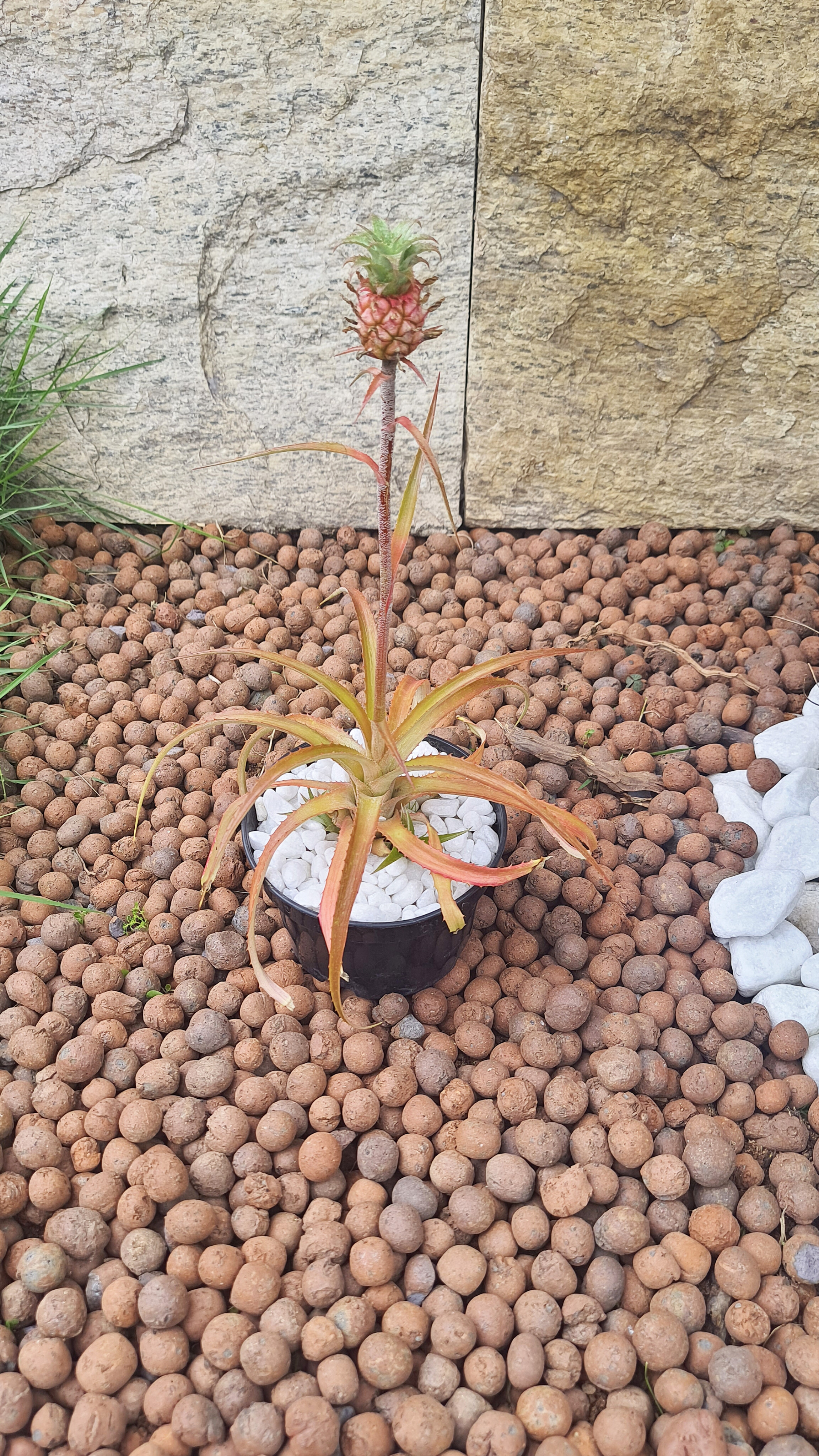 Abacaxi Ornamental