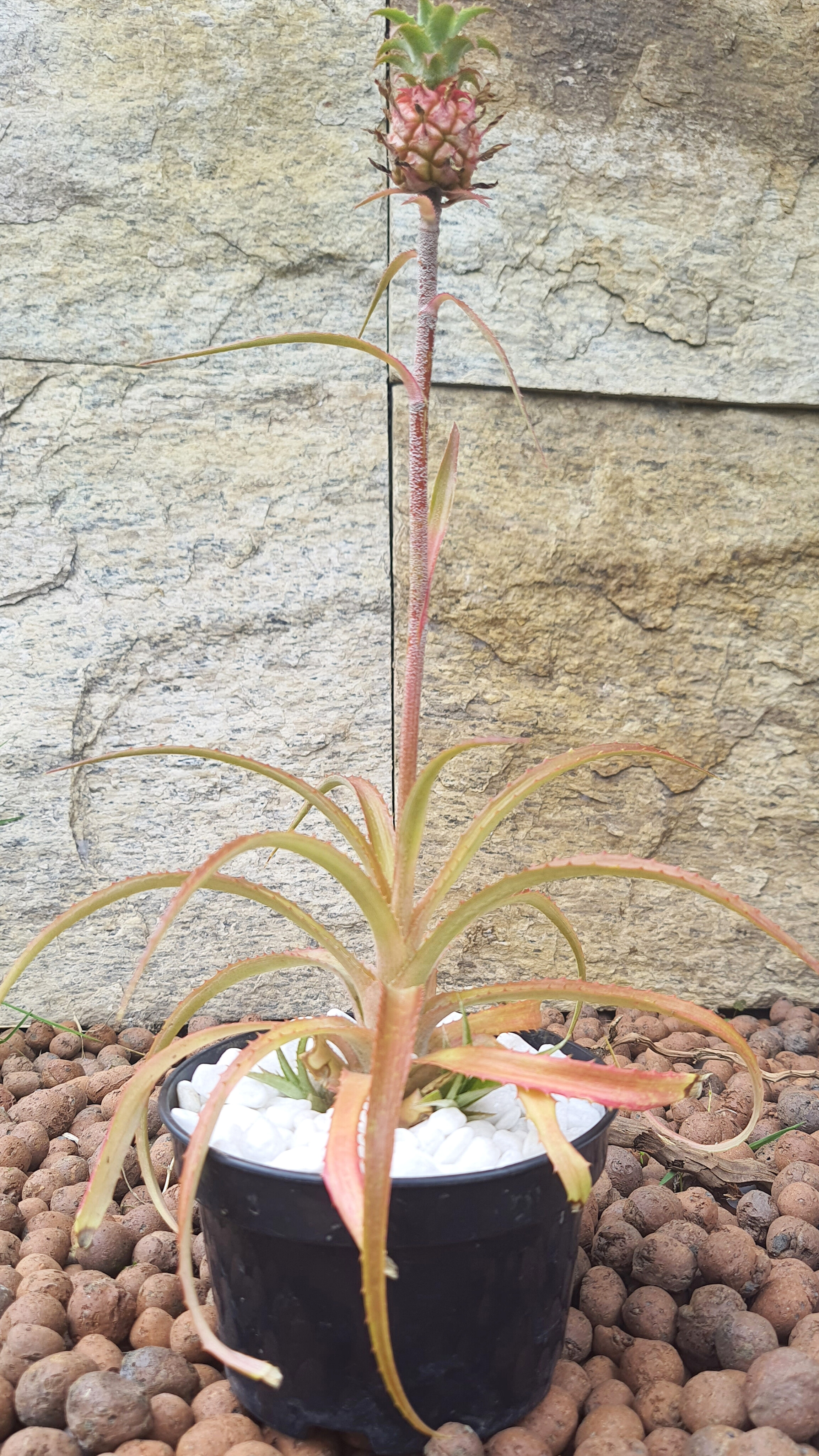 Abacaxi Ornamental