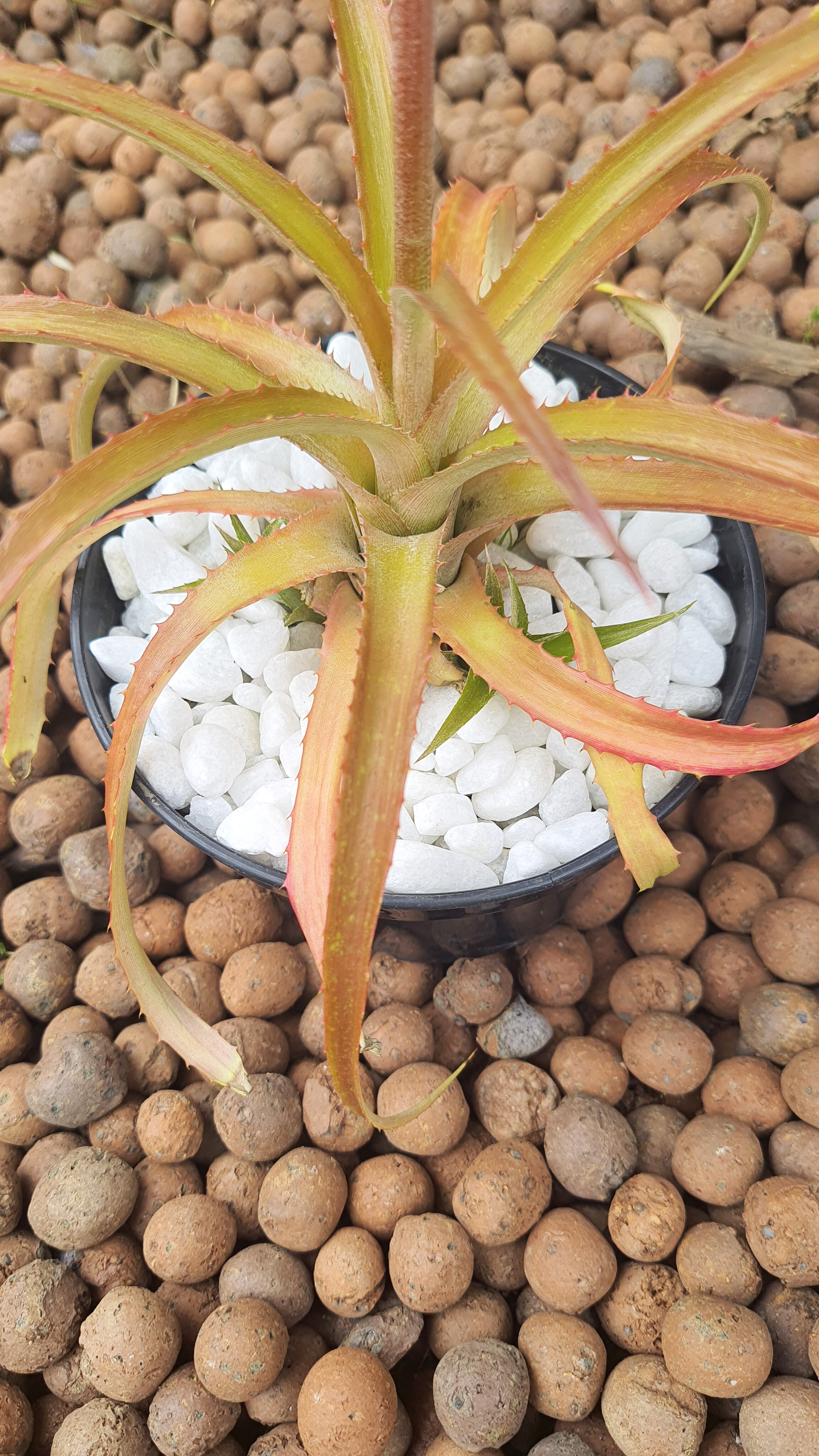 Abacaxi Ornamental
