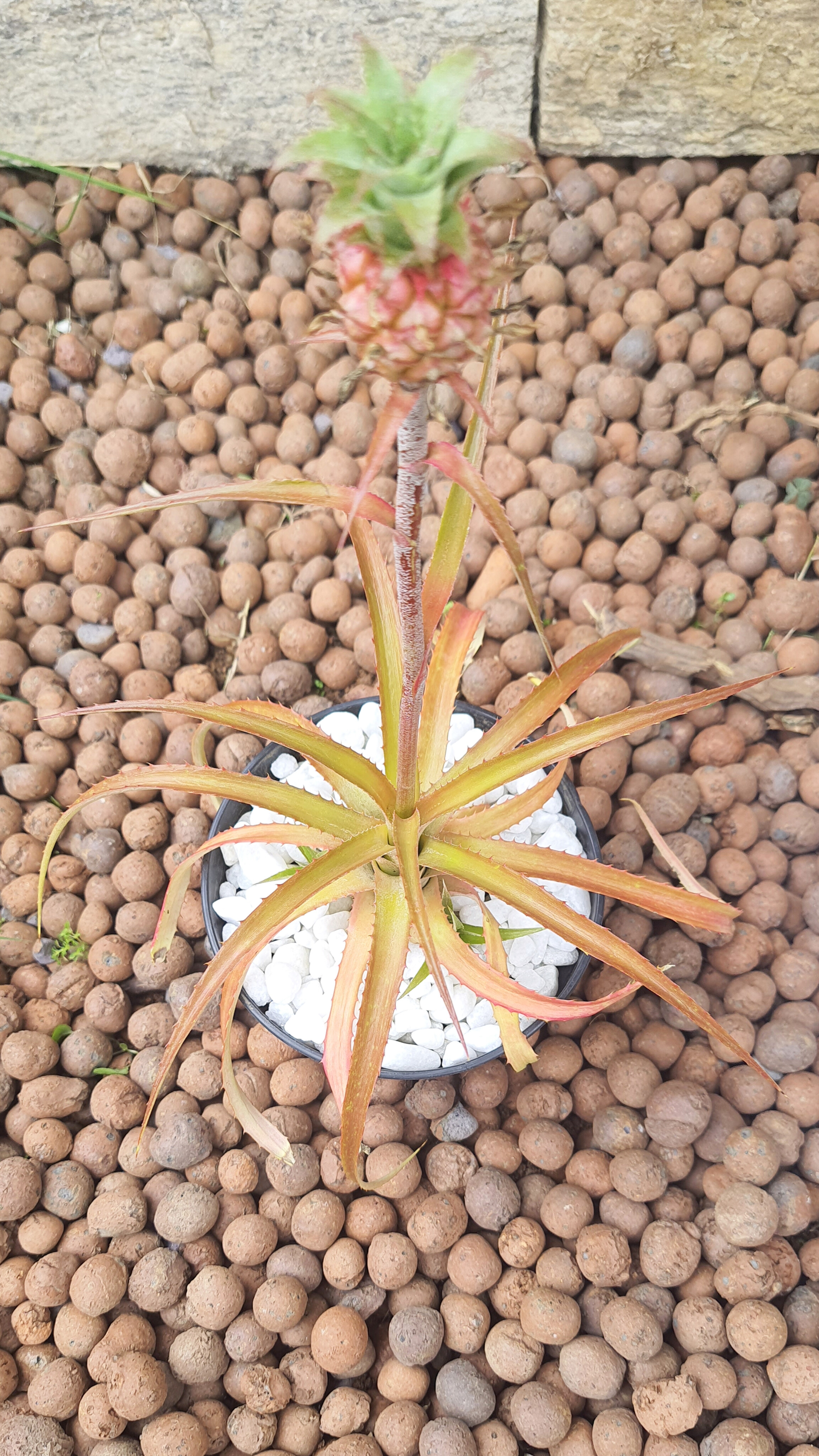 Abacaxi Ornamental