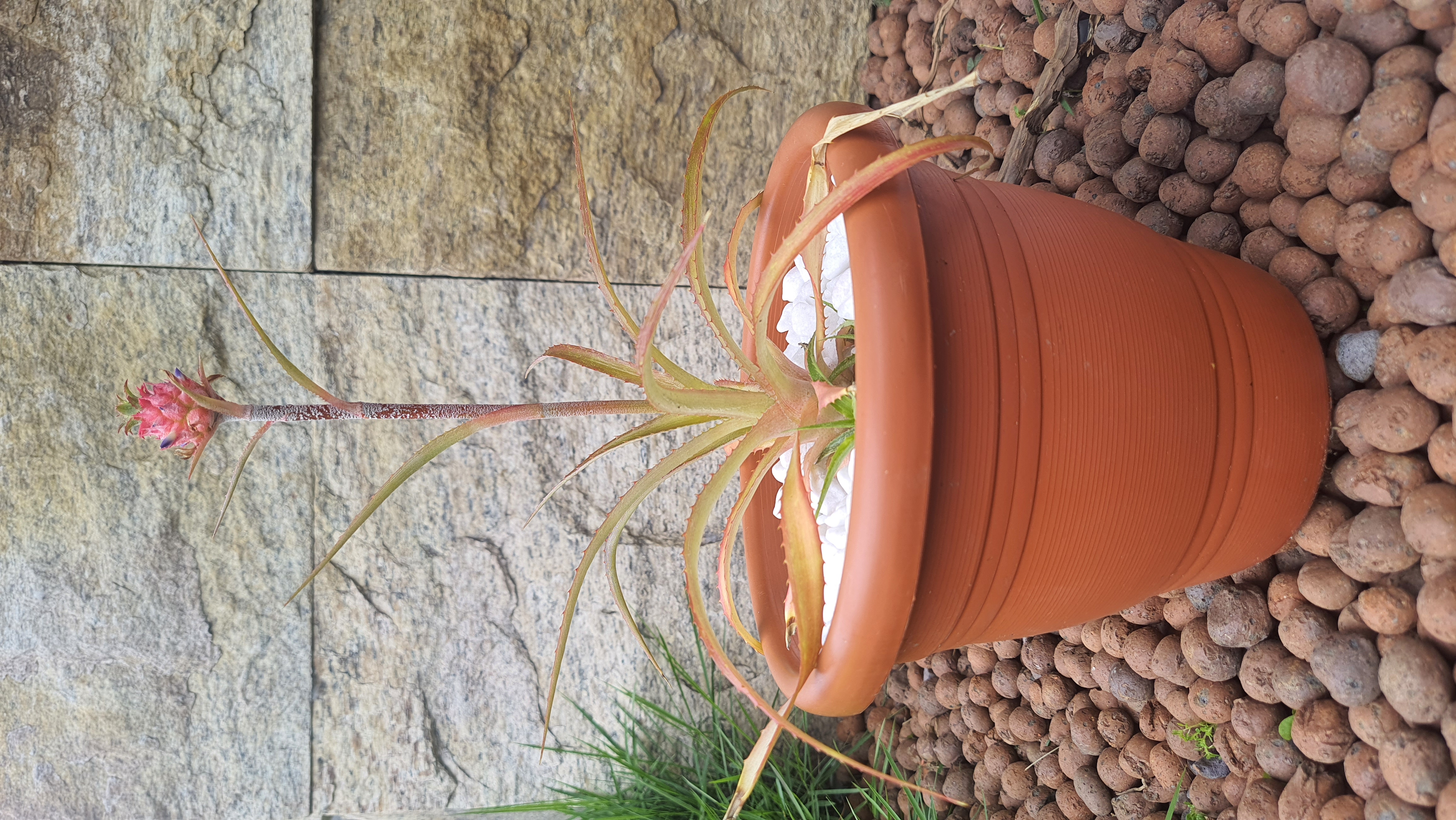 Abacaxi Ornamental