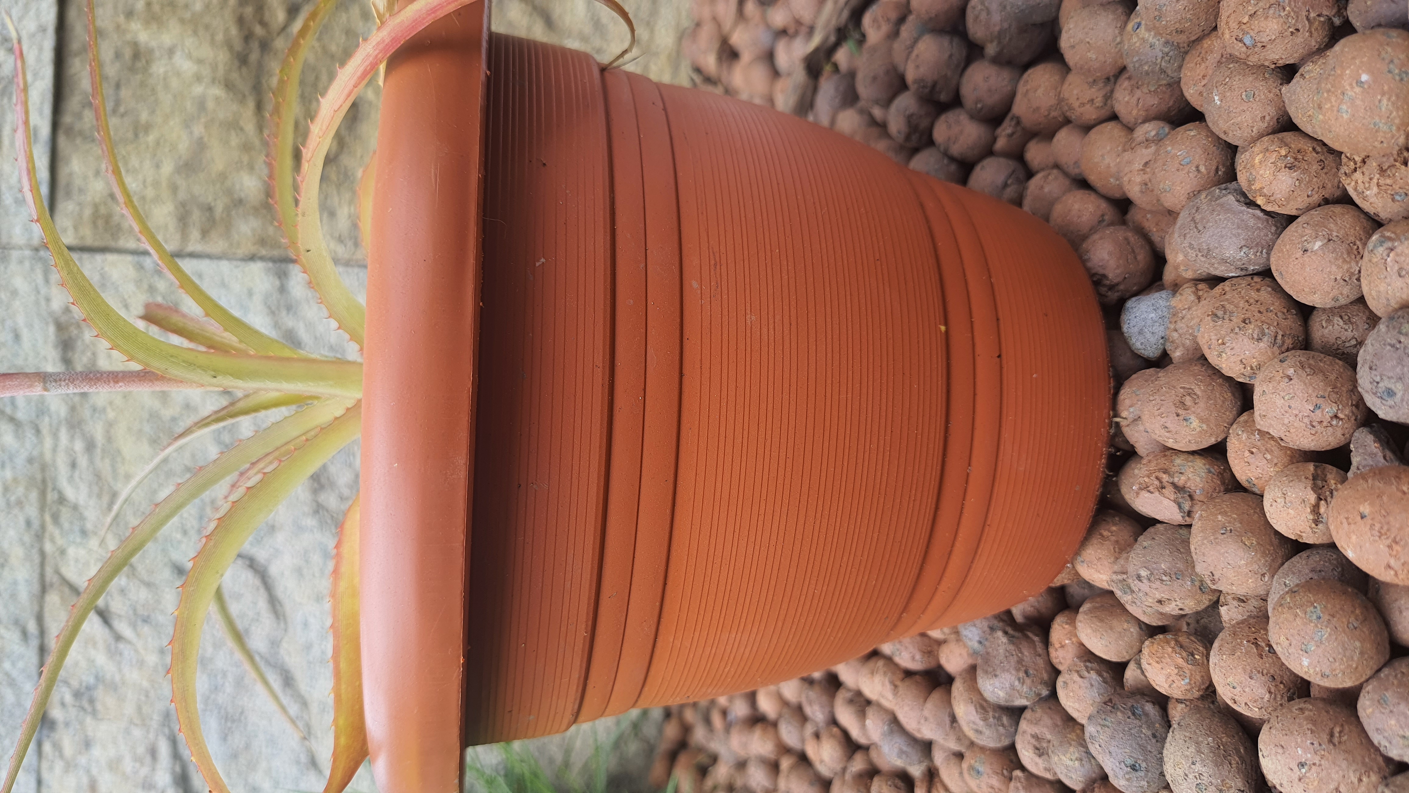 Abacaxi Ornamental