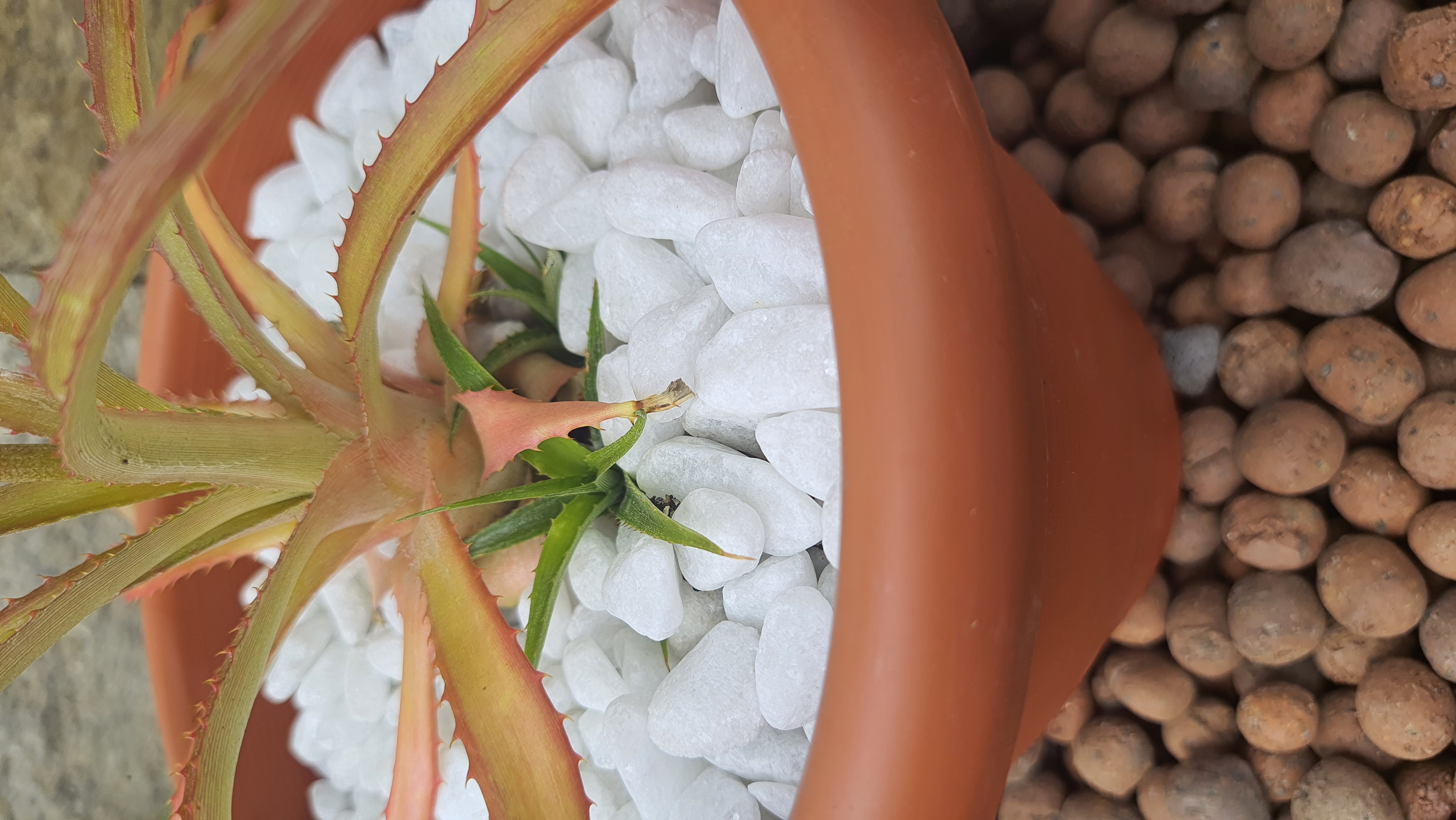 Abacaxi Ornamental