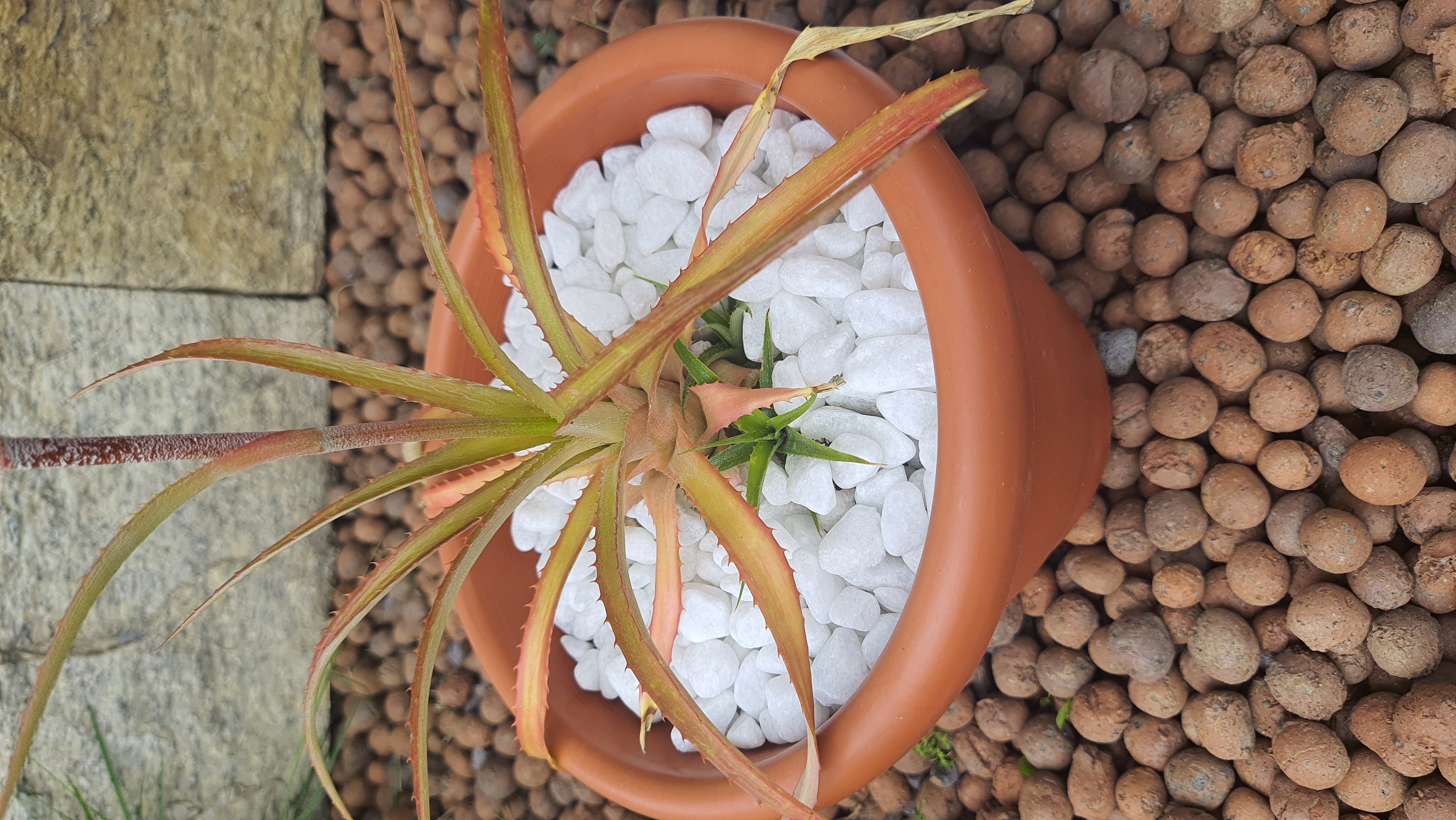 Abacaxi Ornamental