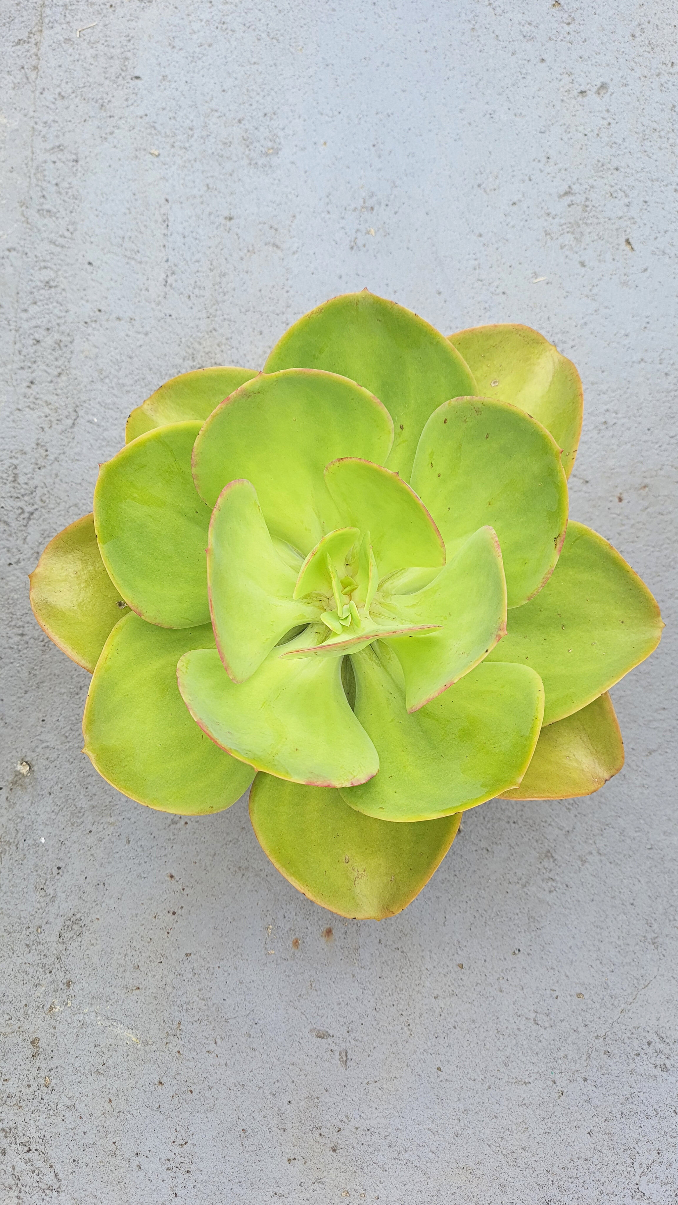 Echeveria Gila