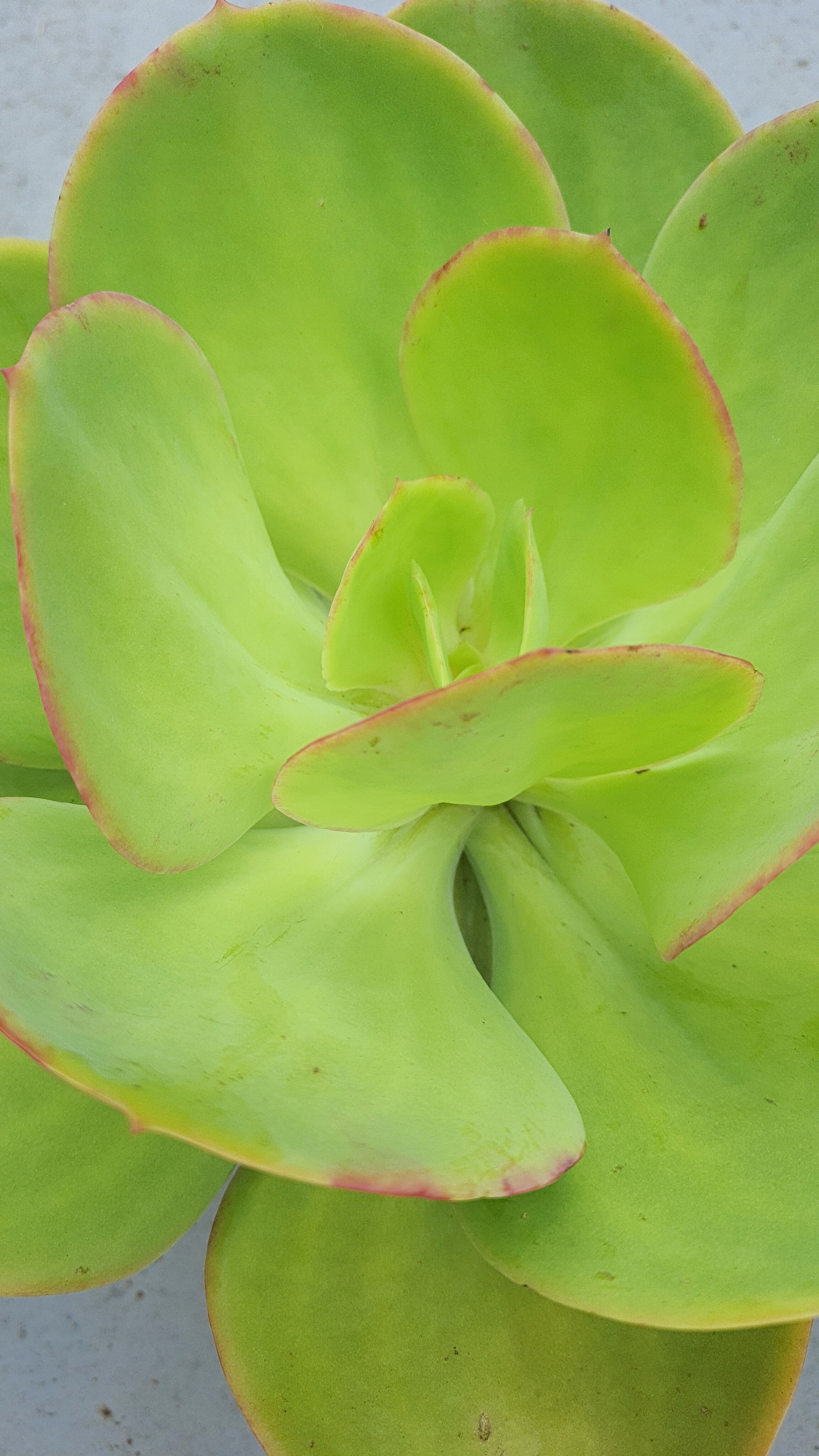 Echeveria Gila