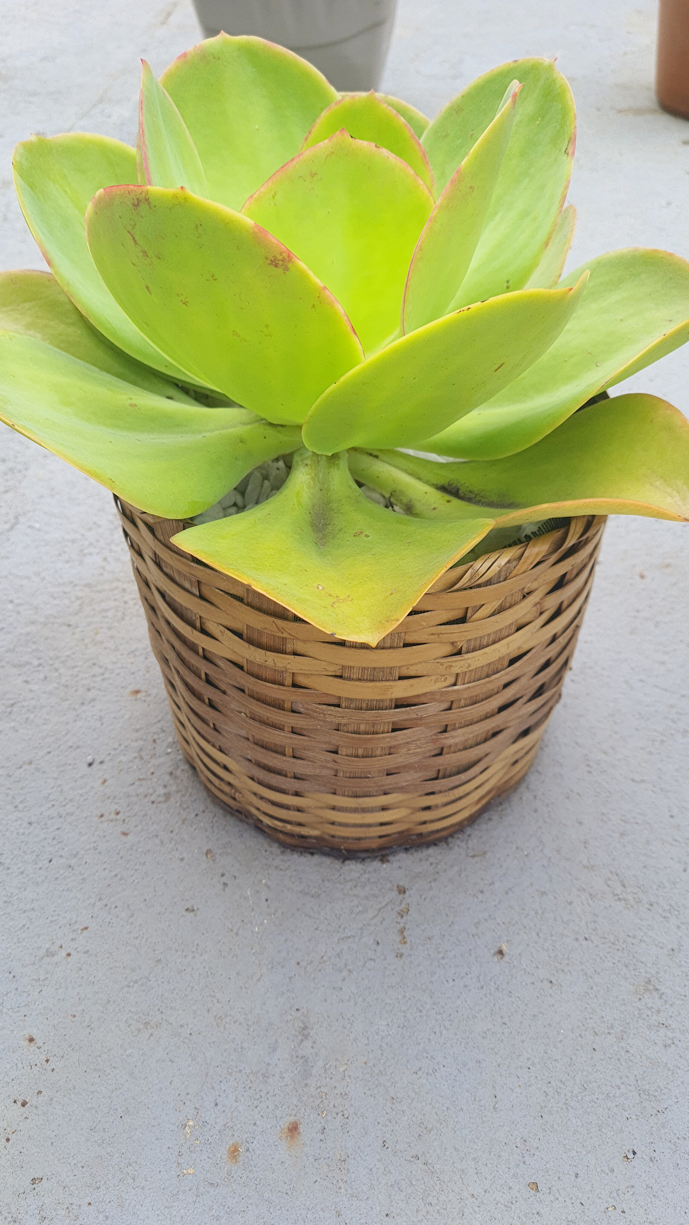 Echeveria Gila