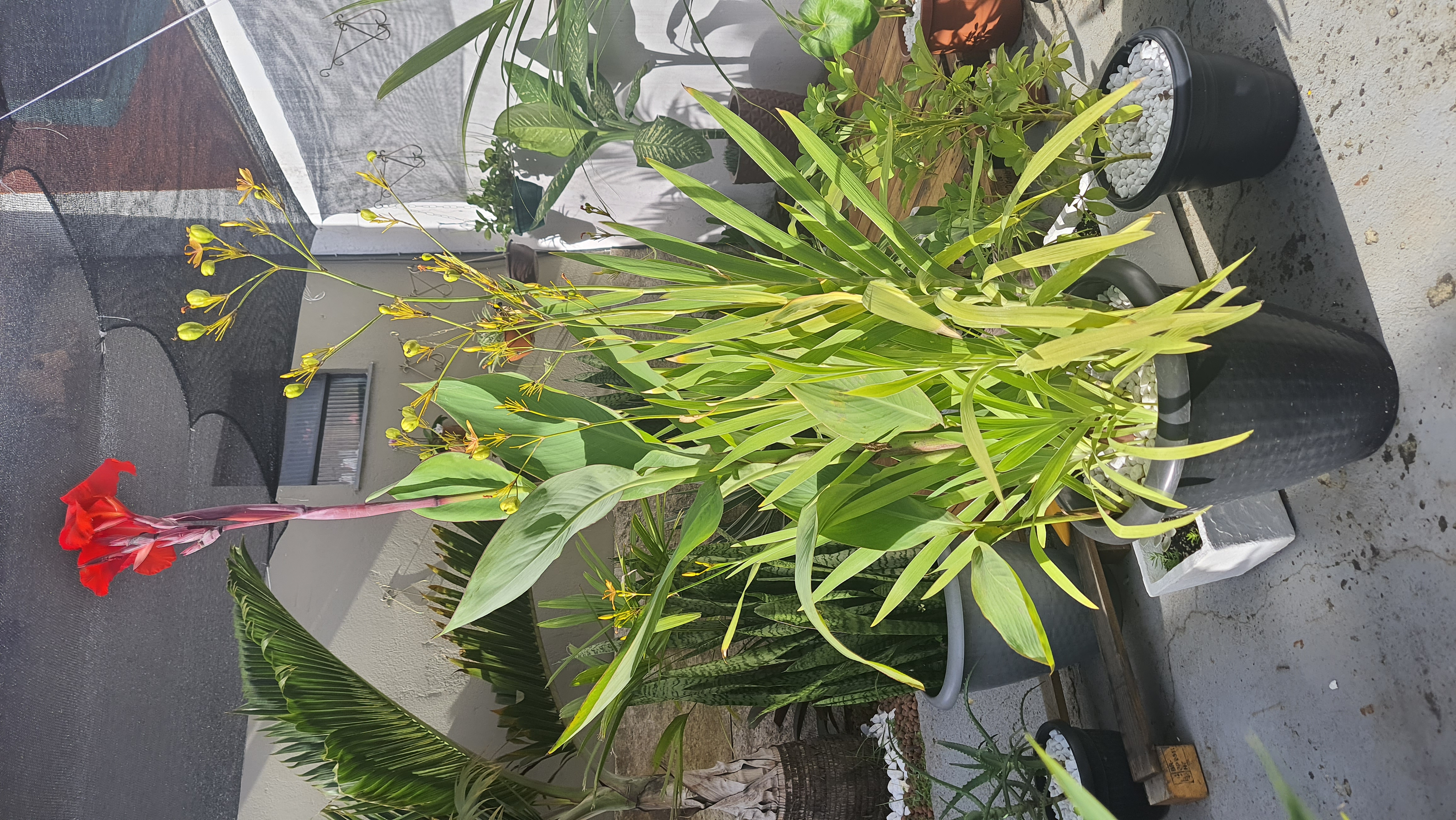 Canna Coccinea e Belamcanda Chinensis