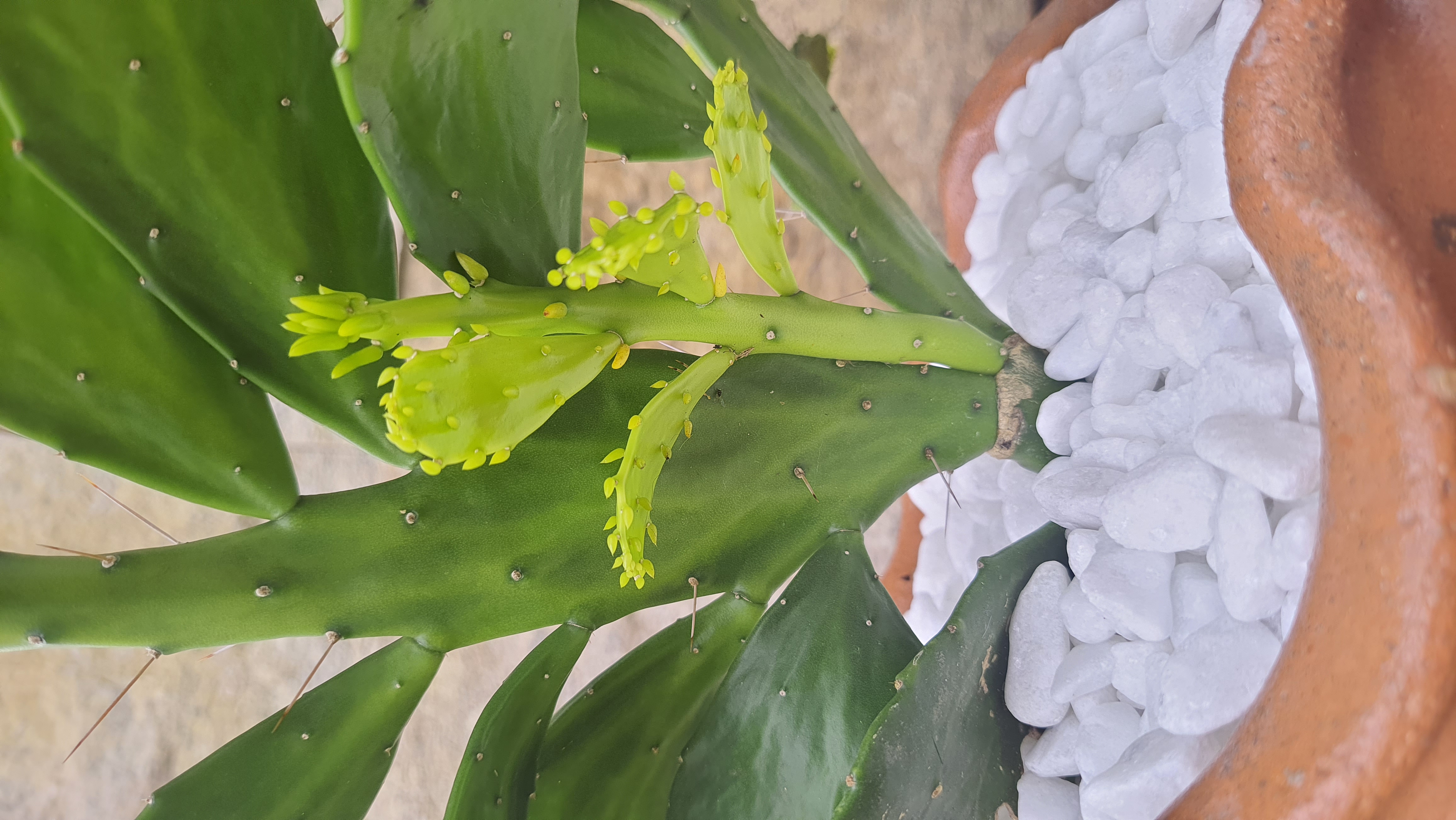 Cacto Brasiliopuntia
