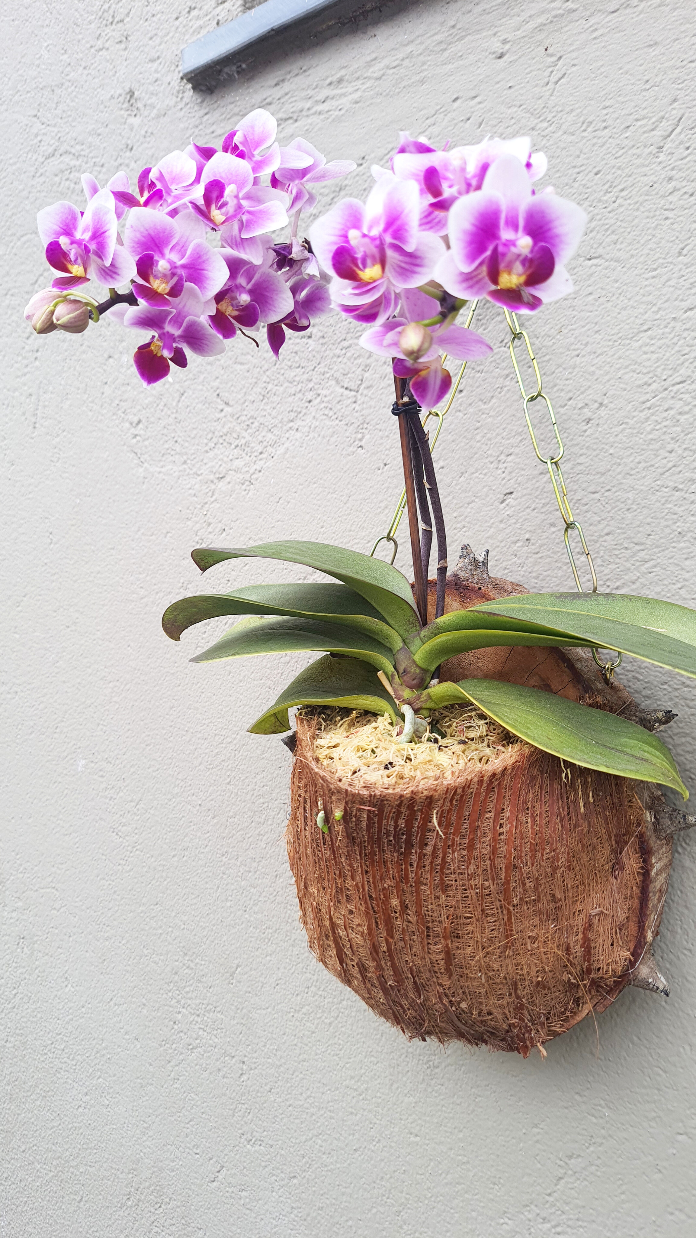 Orquídea na tronco