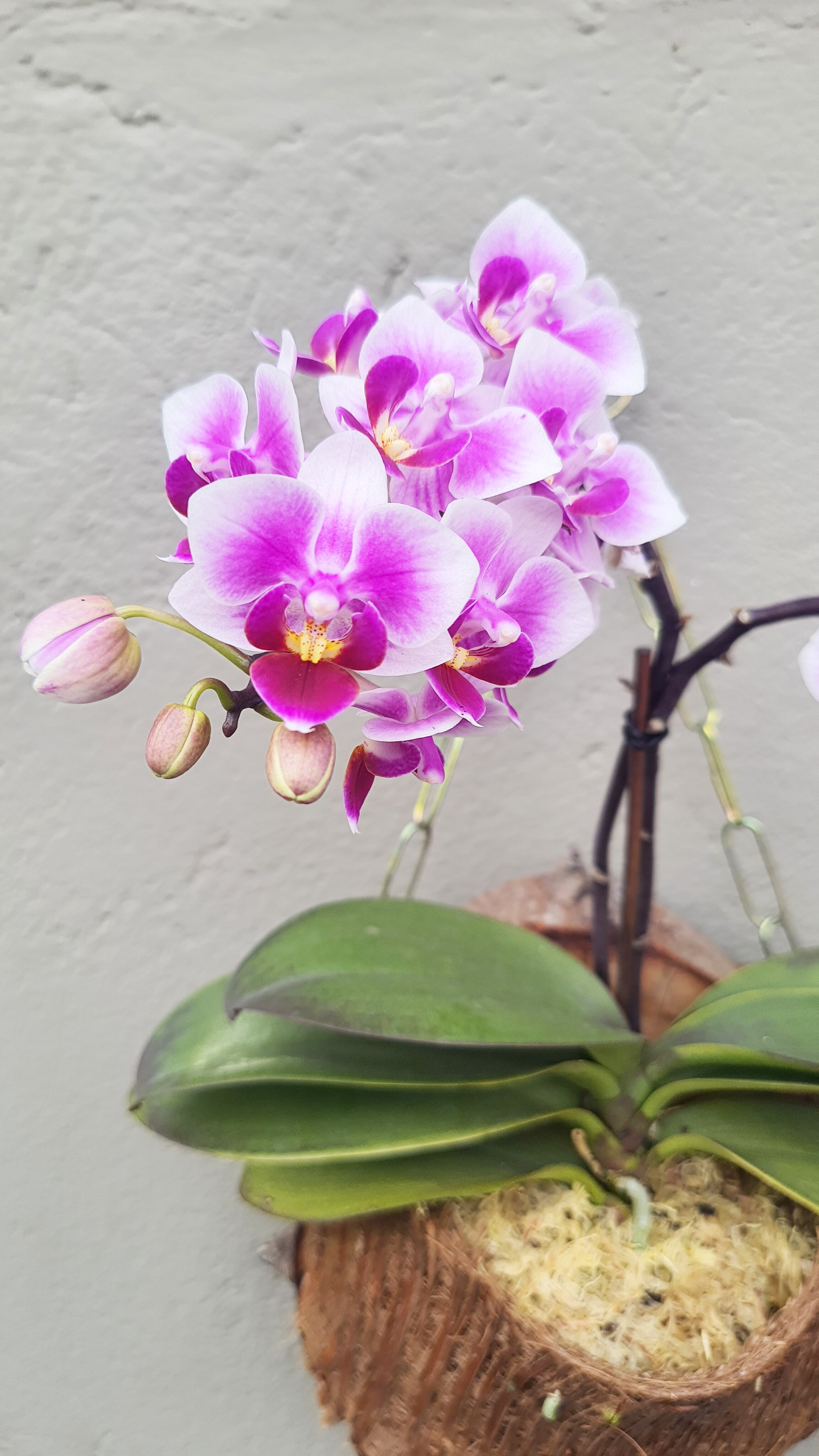 Orquídea na tronco