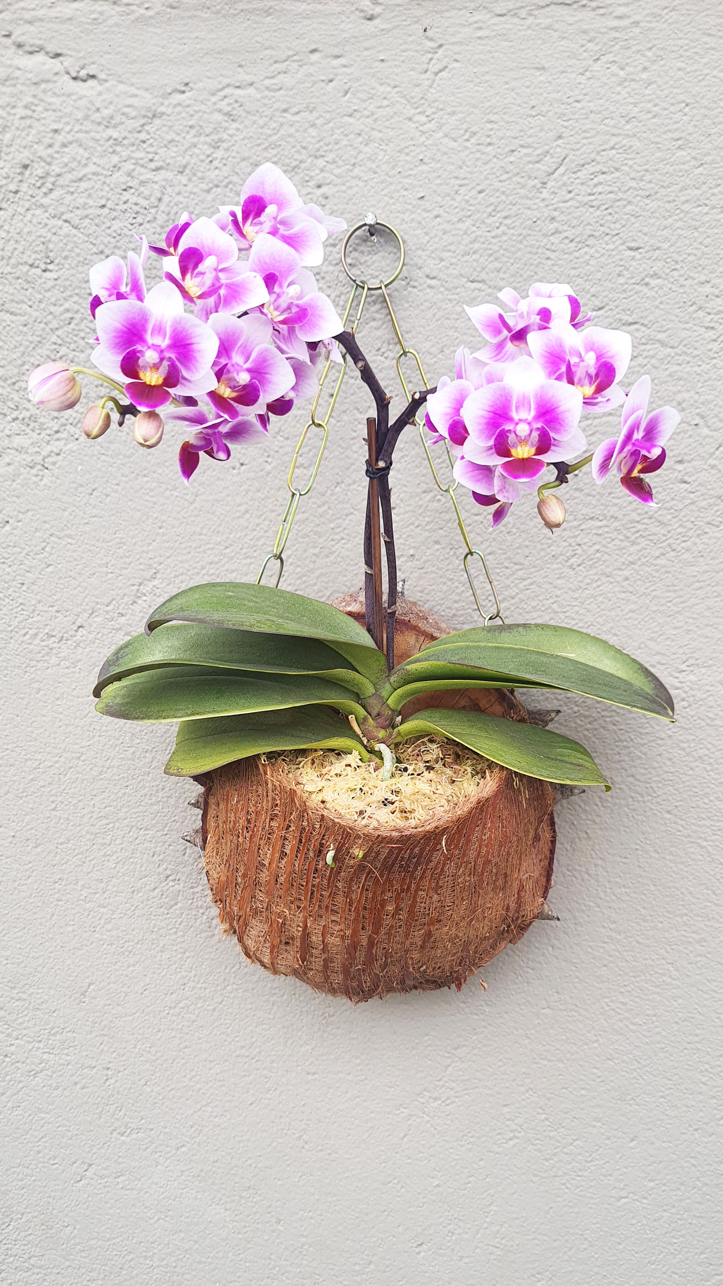 Orquídea na tronco