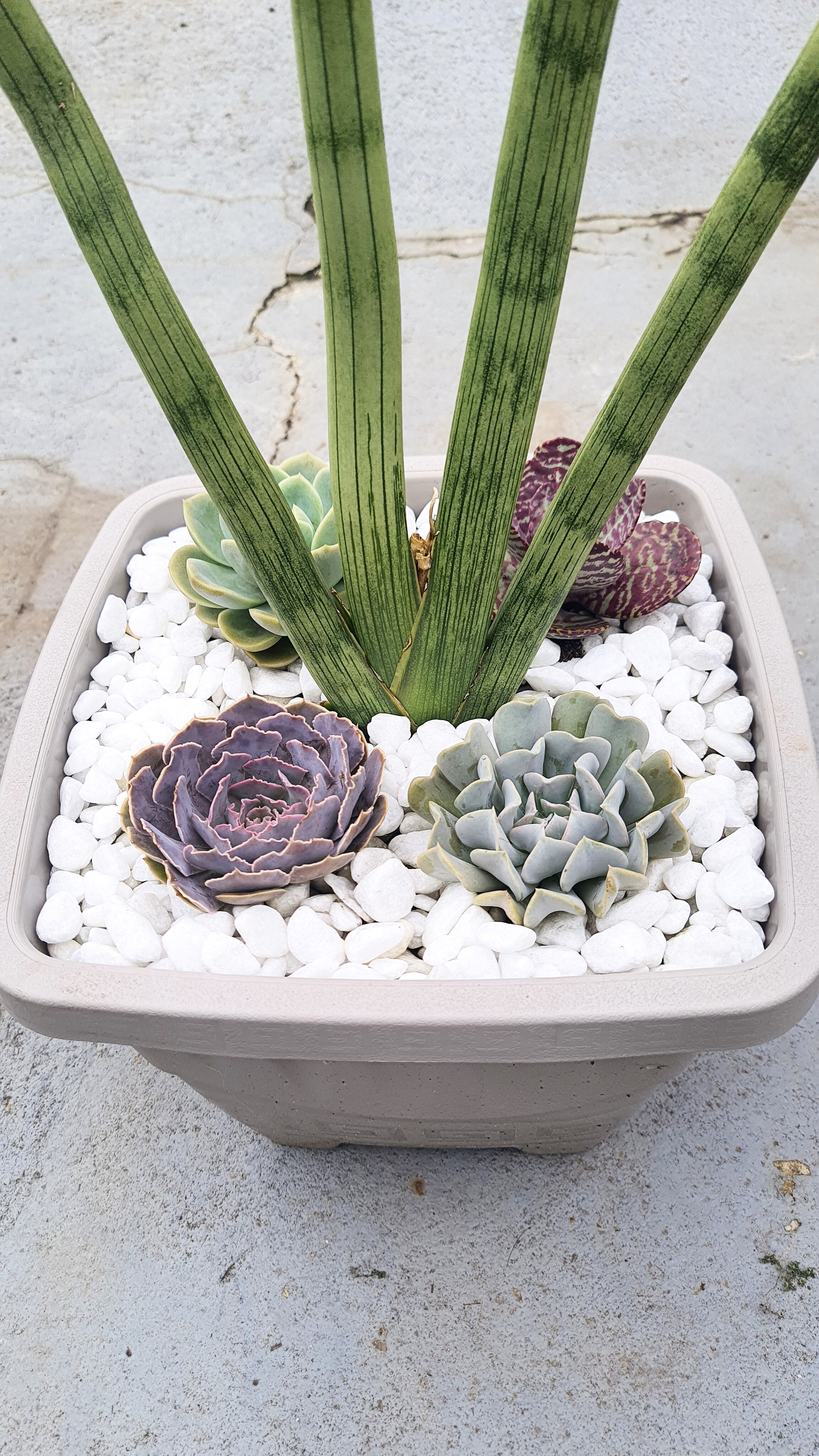 4 Suculentas com Lança de São Jorge