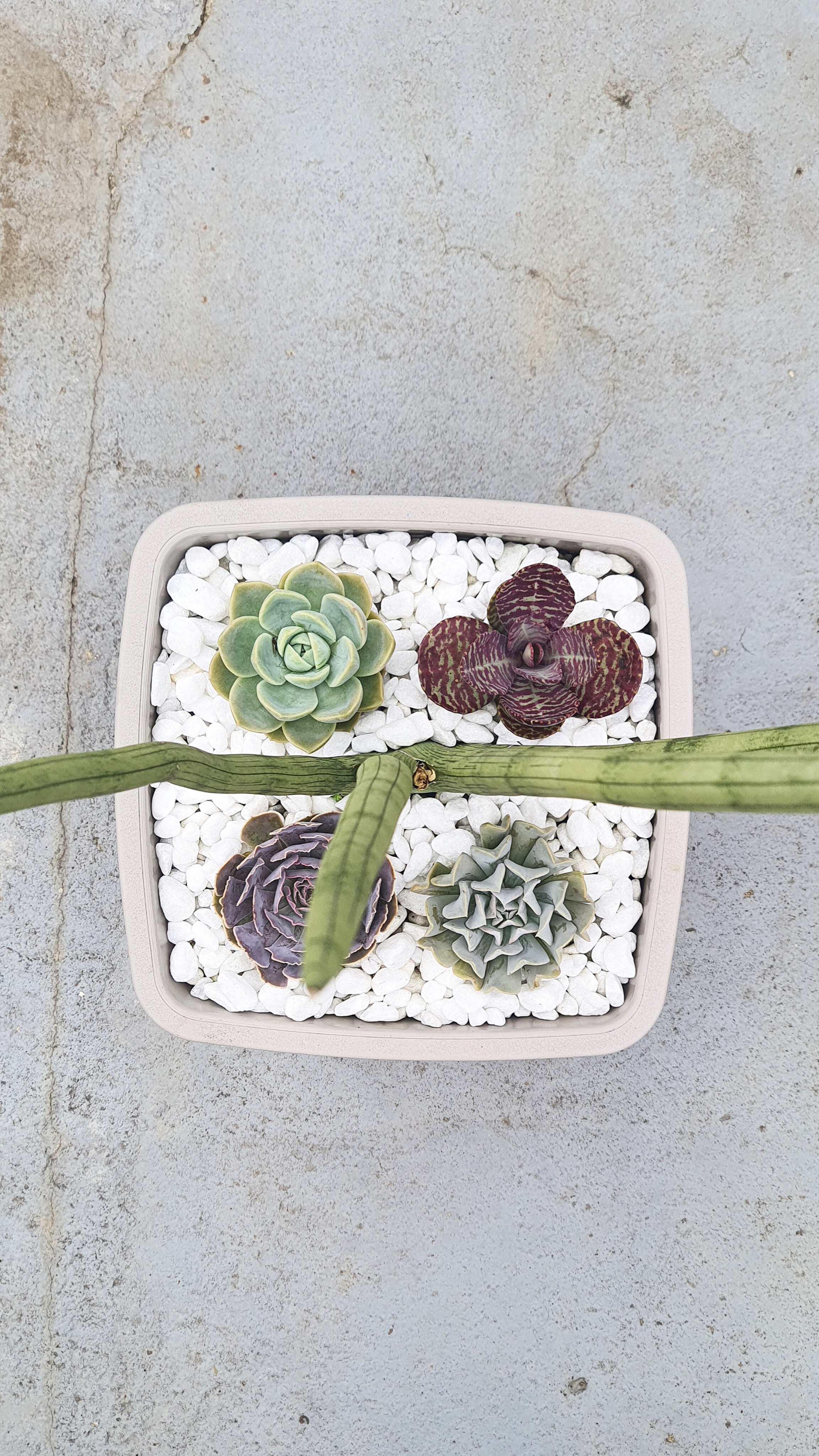 4 Suculentas com Lança de São Jorge