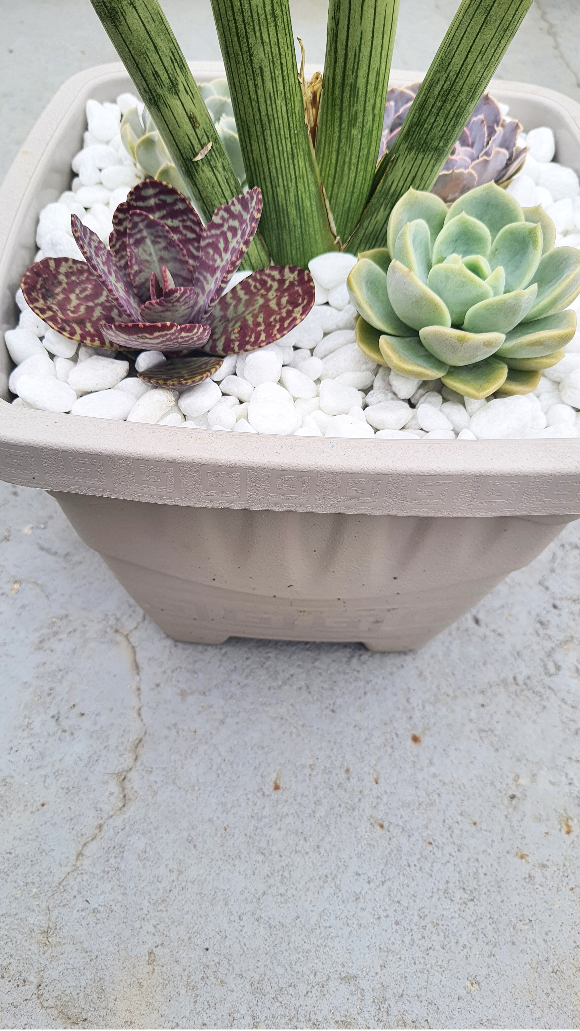 4 Suculentas com Lança de São Jorge