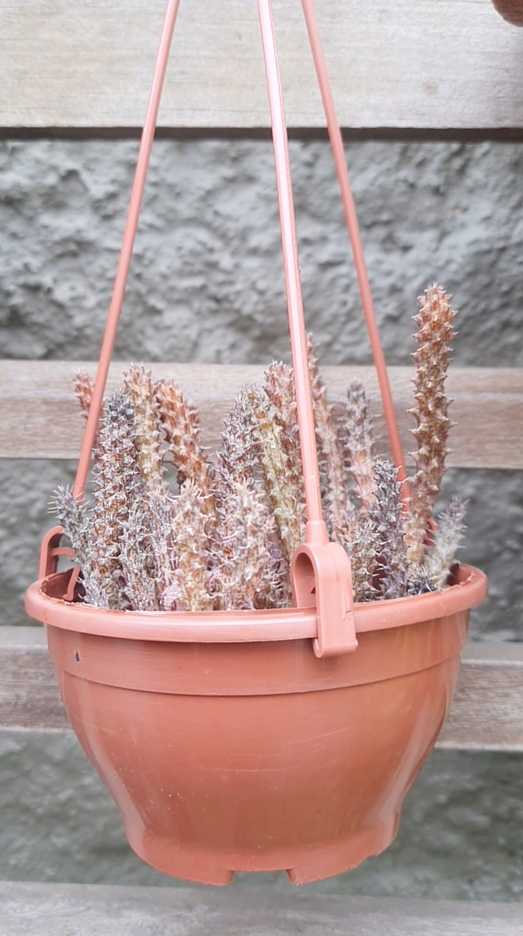 Stapelianthus