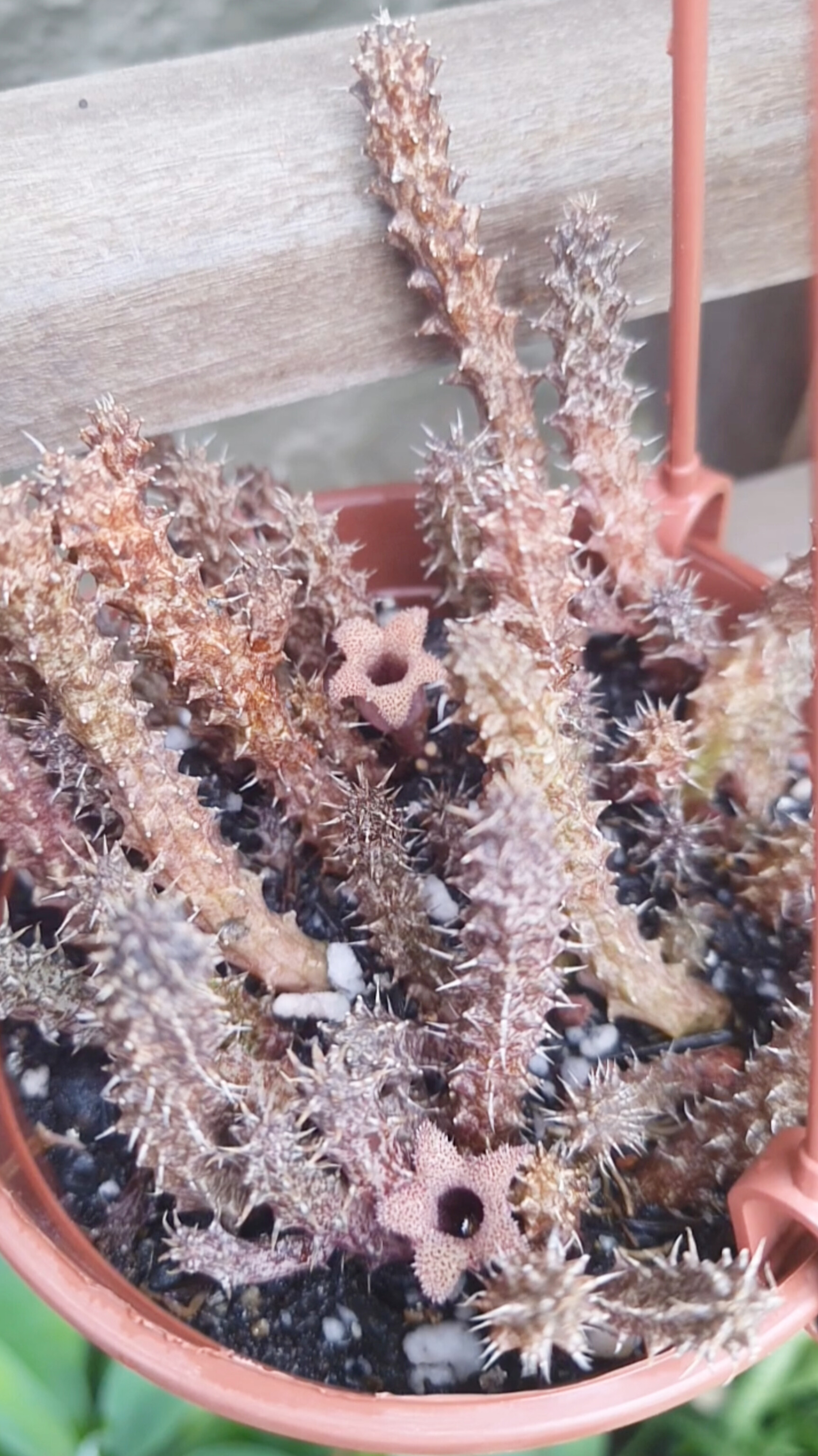 Stapelianthus