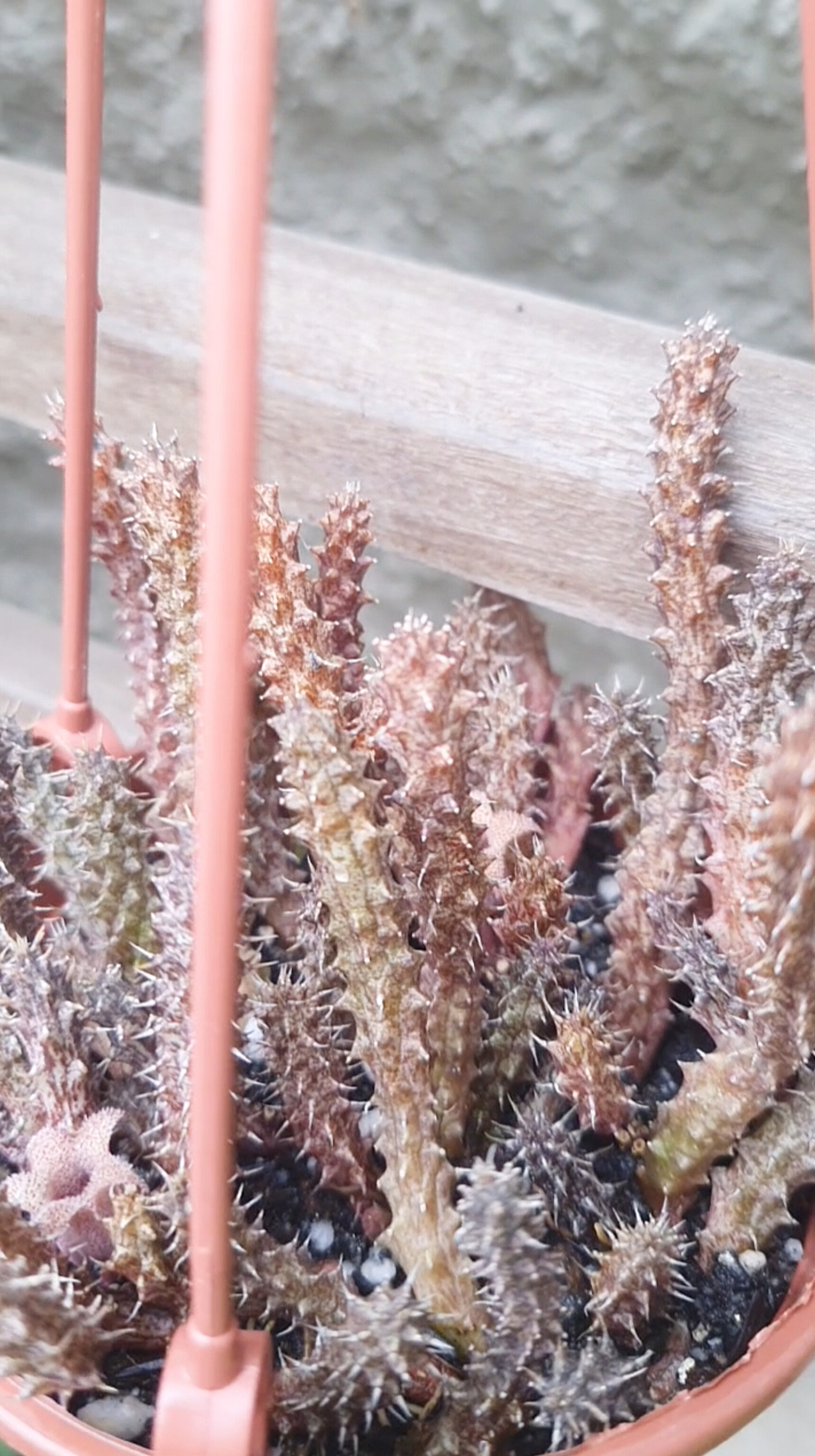 Stapelianthus