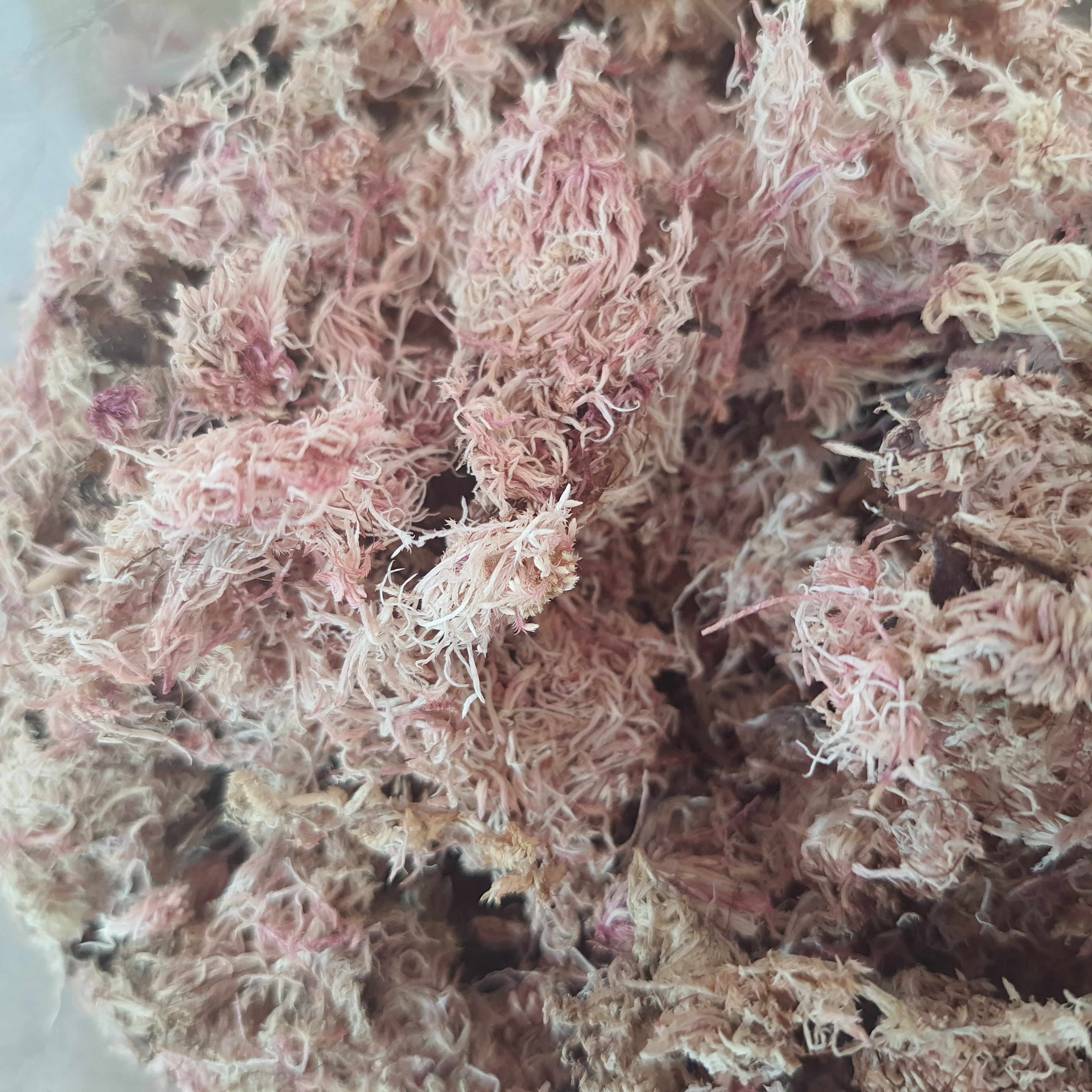 Musgo Sphagnum (Rosa)