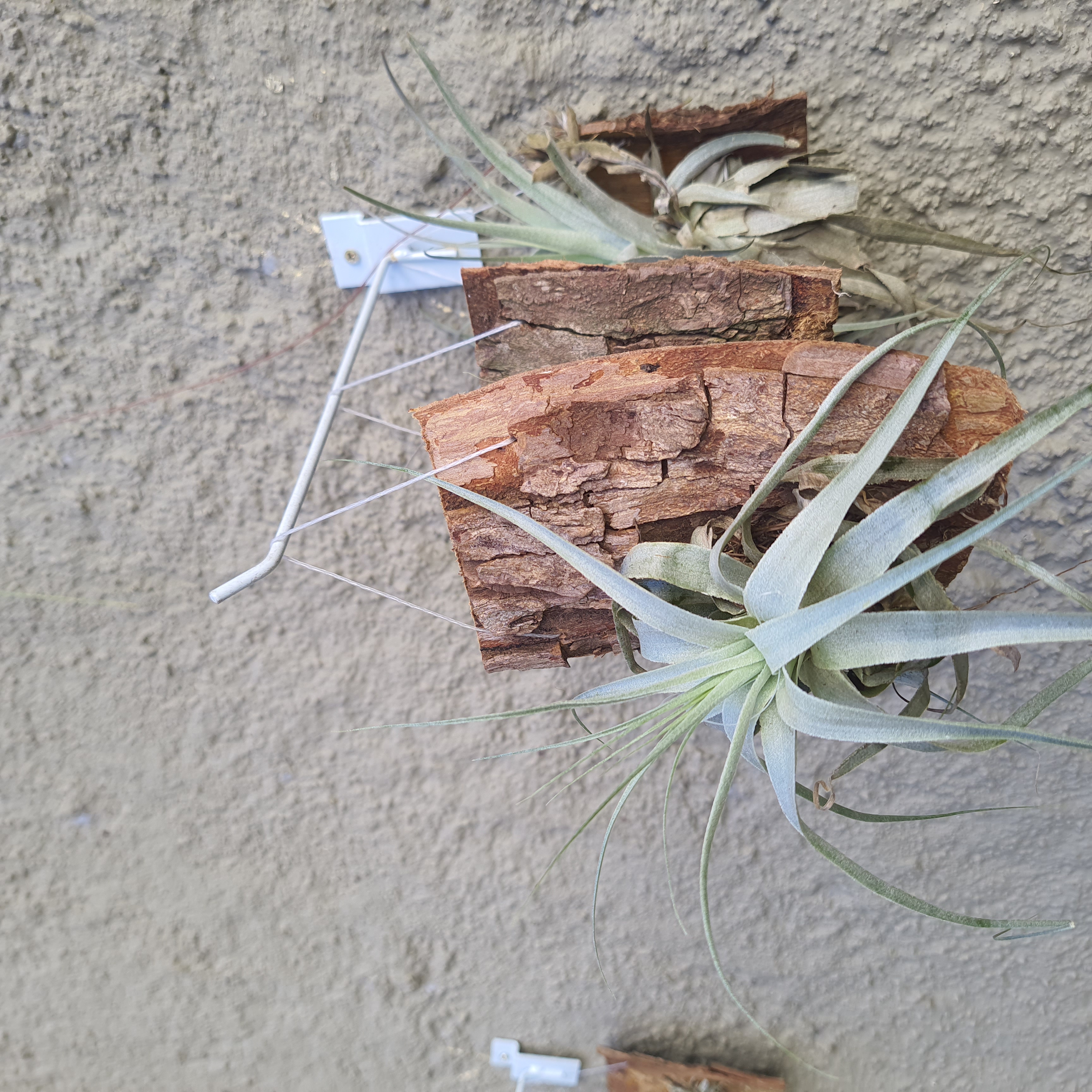 Tillandsia