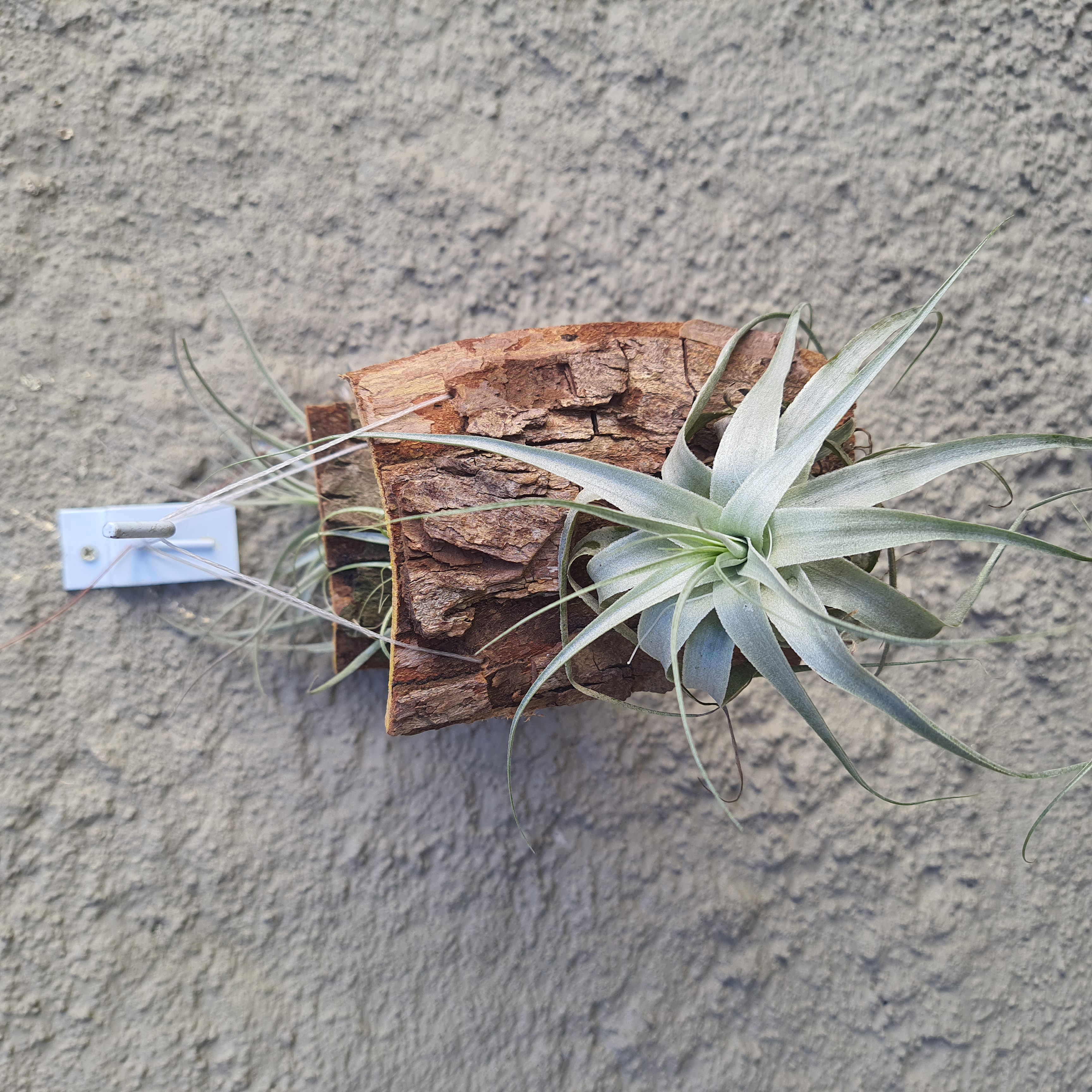 Tillandsia